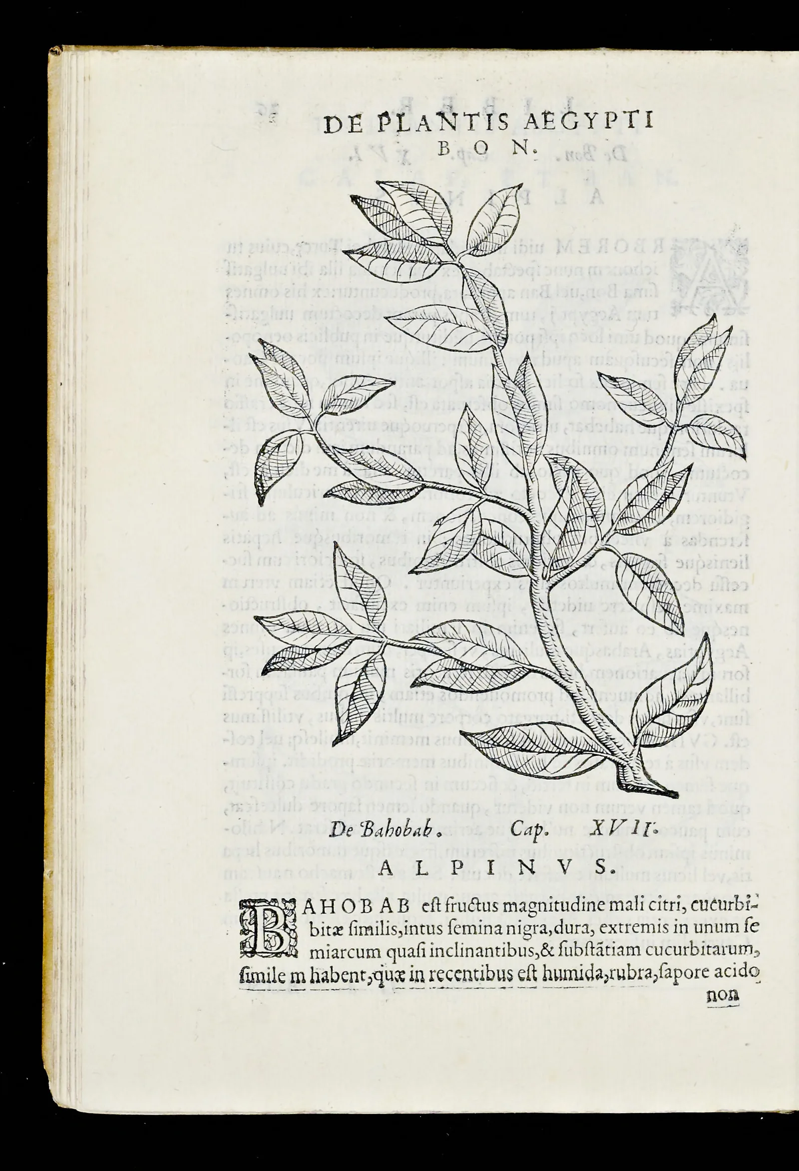 Gravure sur bois au trait pur, sans ombre ni couleur : une branche de caféier dont les feuilles opposées, lancéolées et finement nervurées, se répartissent le long d'un rameau qui serpente en diagonale à travers la page. Ni fleur ni fruit, seulement le feuillage. En tête de page, le seul mot BON, le nom arabe sous lequel un médecin vénitien a décrit la plante après l'avoir vue dans un jardin du Caire. Le bas de la feuille porte déjà le début du chapitre suivant, consacré au baobab, et laisse voir le texte imprimé au verso par transparence.