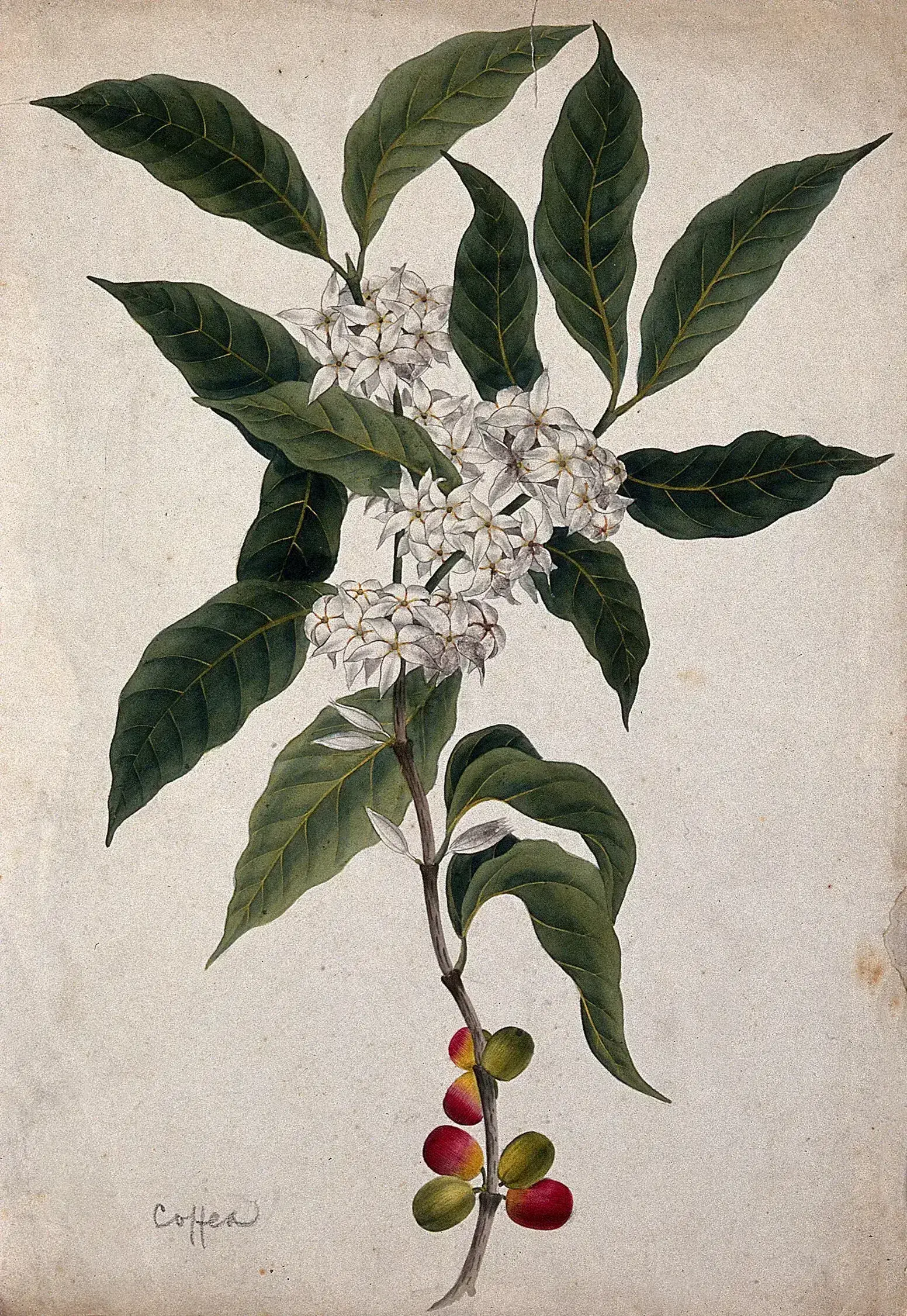 Aquarelle sur papier crème un peu piqué, signée d'un simple « Coffea » à la plume dans le coin inférieur gauche. La branche monte droit dans la page, les feuilles vert sombre largement étalées de part et d'autre ; trois bouquets de fleurs blanches serrées s'ouvrent à l'aisselle des feuilles, et au bas du rameau quelques cerises passent du vert au jaune puis au rouge. Le fond est laissé nu, sans décor ni ombre portée.