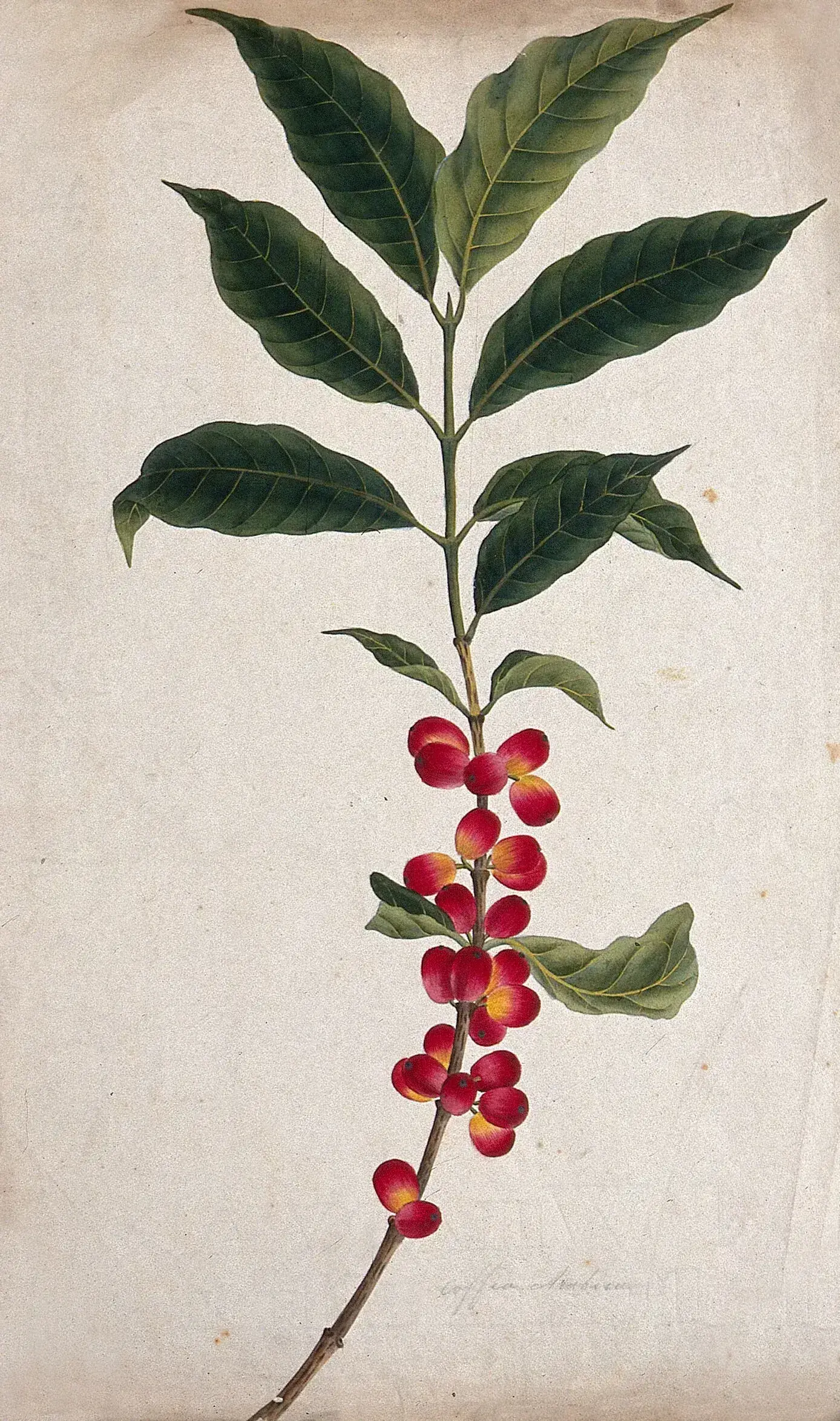 Aquarelle pendant de la précédente, qui montre le même caféier au stade du fruit. La tige, presque verticale, porte sur toute sa longueur des grappes serrées de cerises bicolores, rouge vif du côté exposé à la lumière et jaune d'or à la base, tandis que le feuillage vert sombre se concentre au sommet de la branche. Le nom de la plante, écrit à la plume au bas de la feuille, s'est presque effacé.
