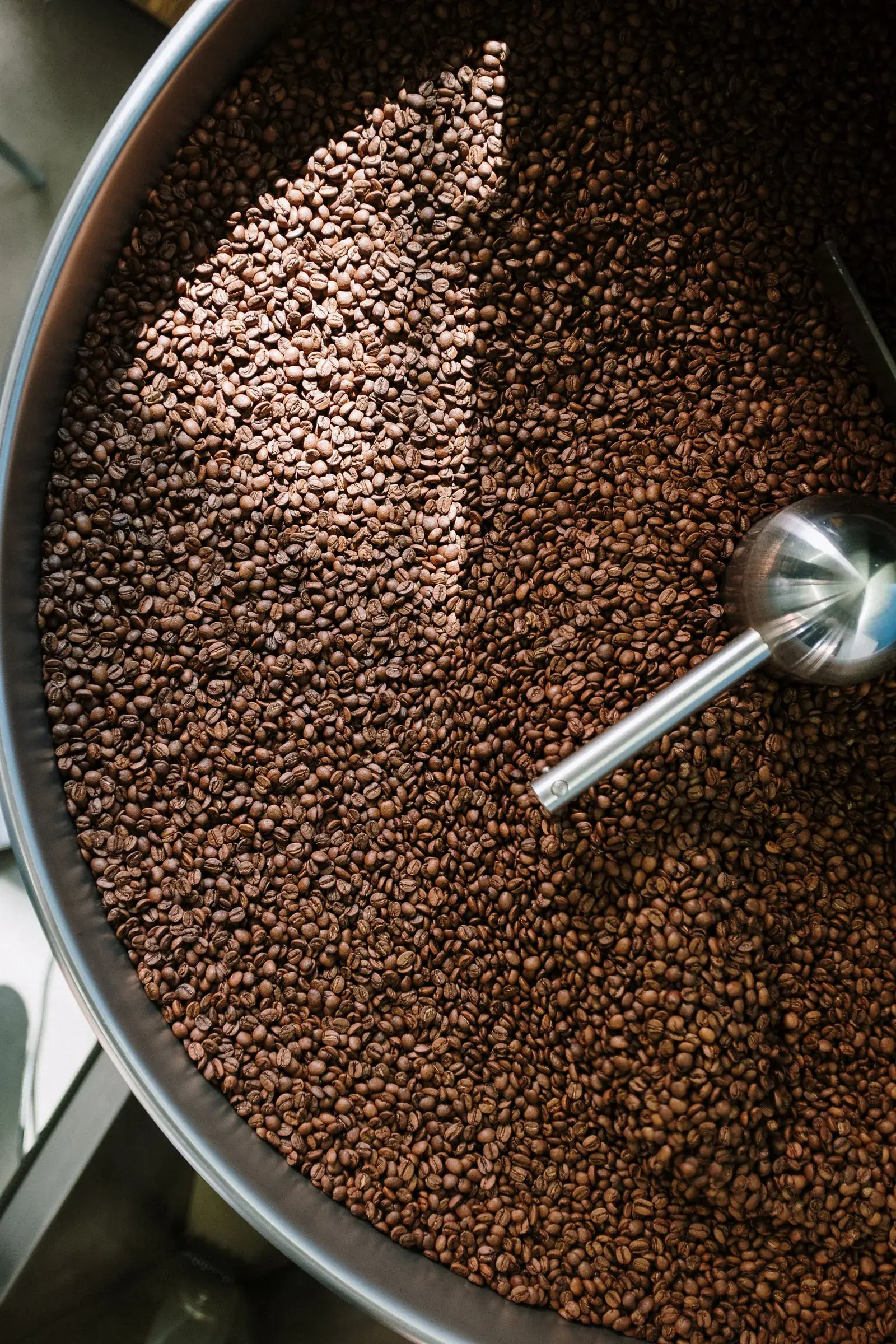 Gros plan en plongée sur un bac de refroidissement circulaire rempli de grains torréfiés, traversé par le bras racleur et par une cuillère de prélèvement métallique.