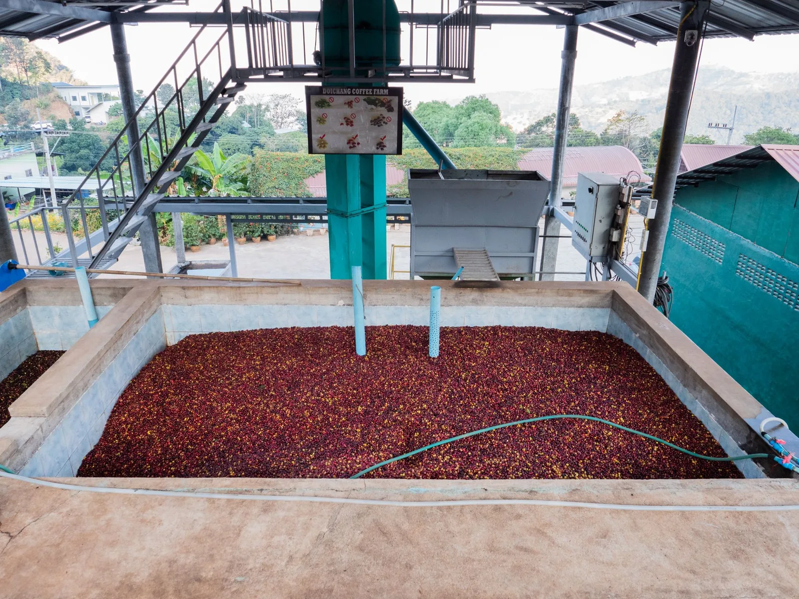 Un grand bassin de béton empli de cerises rouges, sous la charpente métallique d'un atelier de traitement.