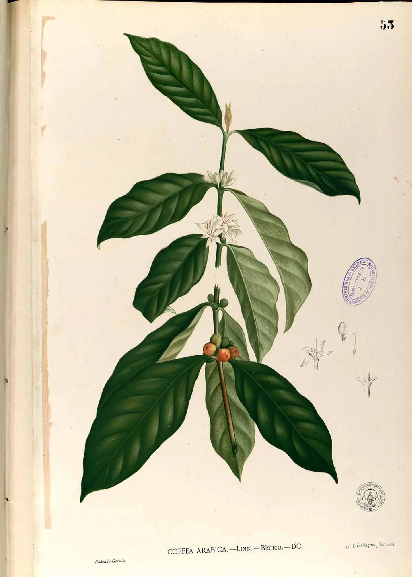 Planche botanique coloriée d'un rameau de caféier dressé au centre de la feuille, feuilles vert sombre opposées deux à deux, fleurs blanches à l'aisselle et cerises rouges groupées le long de la tige.
