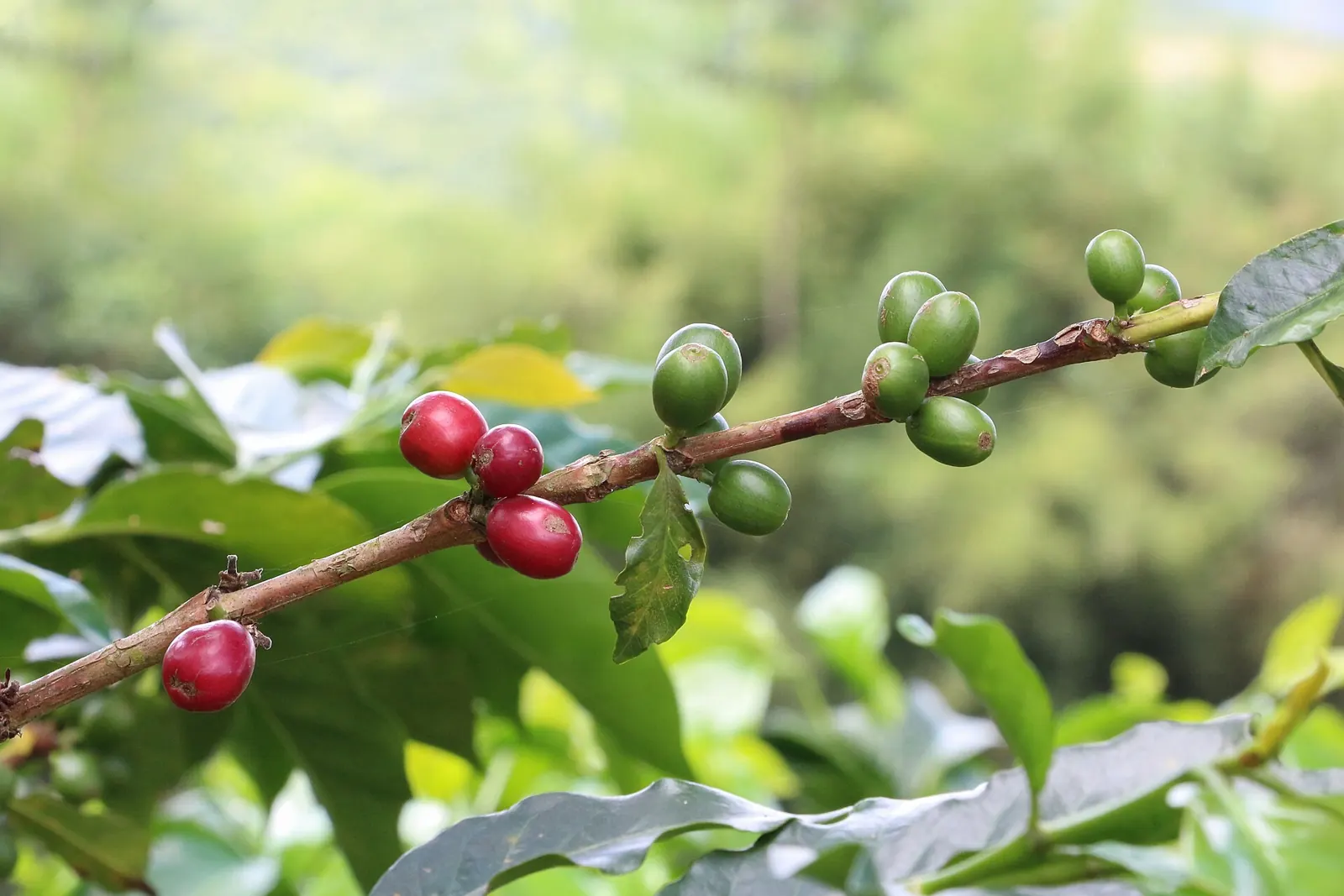 Coffee berries in Hacienda Guayabal, Colombia.jpg, 2020