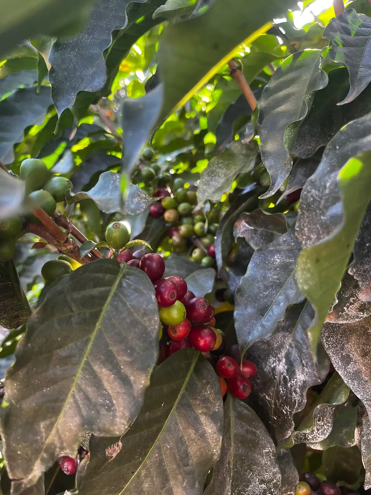 Une branche portant des cerises vertes, jaunes et rouges au meme moment