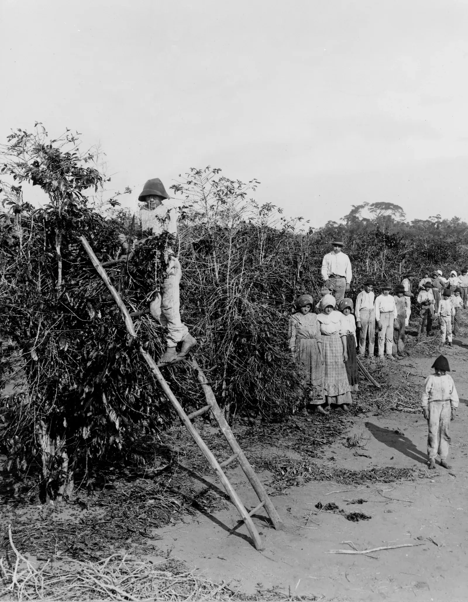 Un homme coiffé d'un chapeau de feutre se tient debout tout en haut d'une échelle de bois brut appuyée contre un caféier déjà dépouillé, dans une rangée au feuillage dense. Au sol, des femmes en robe longue et fichu, des adolescents et un enfant en tunique attendent alignés le long de l'allée de terre sablonneuse, jonchée de branches cassées. L'échelle dit la taille qu'atteignaient les caféiers non recépés, et la file dit que la cueillette mobilisait des familles entières.