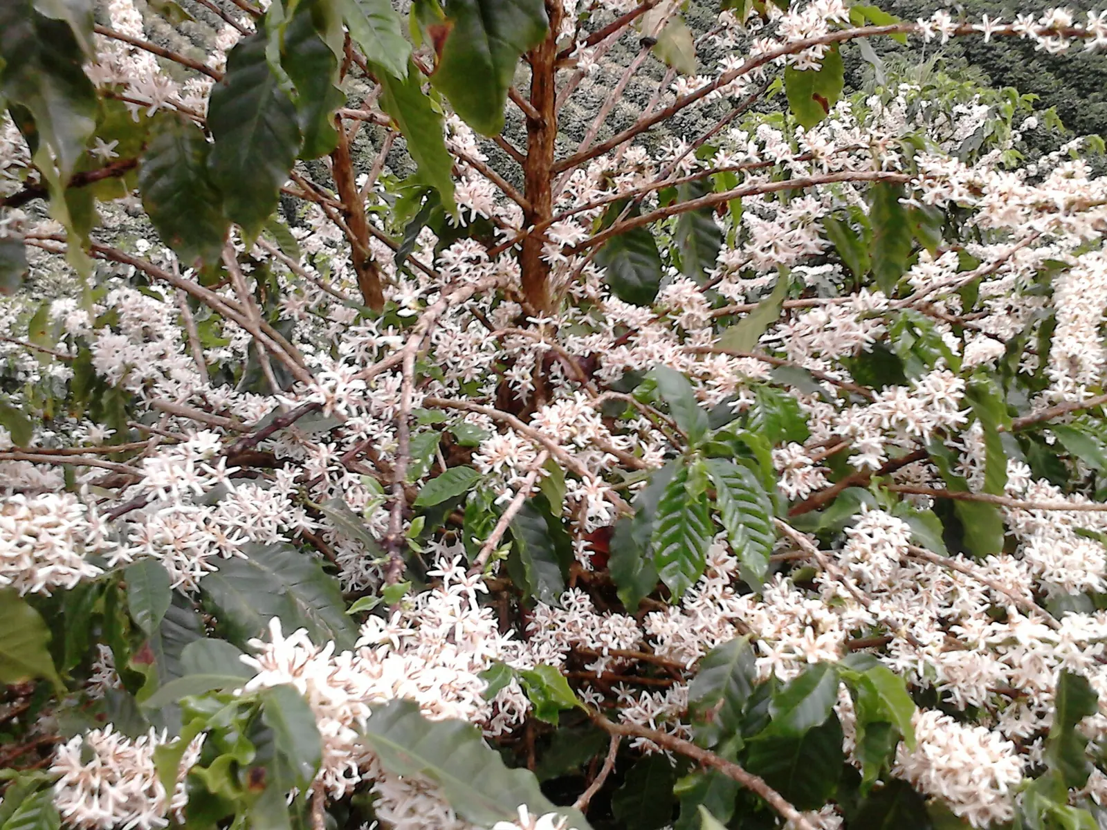 Floraison, Brésil