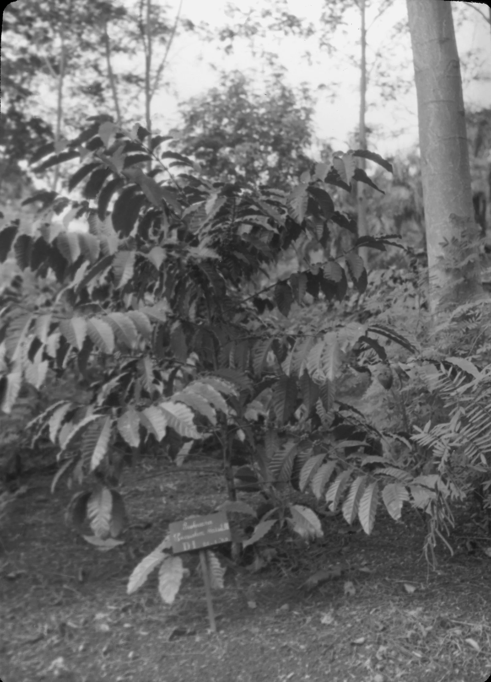 Photographie d'un caféier robusta isolé en pleine terre, arbuste large et bas dont les branches horizontales partent du tronc à intervalles réguliers et portent de grandes feuilles ondulées.