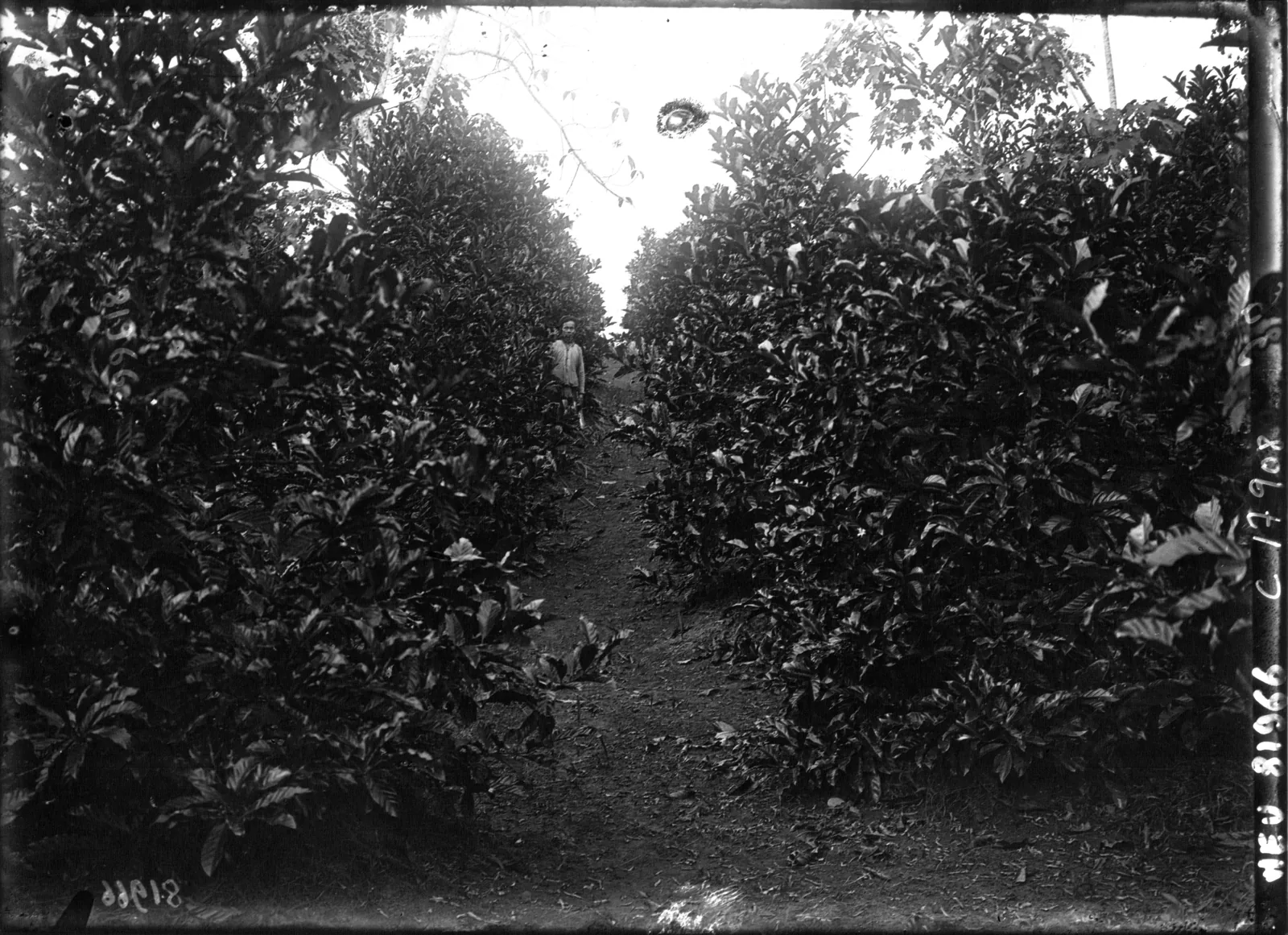 Photographie de presse d'une parcelle de caféiers de Libéria de six ans, arbres élancés plantés serré dont les cimes se rejoignent au-dessus d'un sol entièrement nu et travaillé.