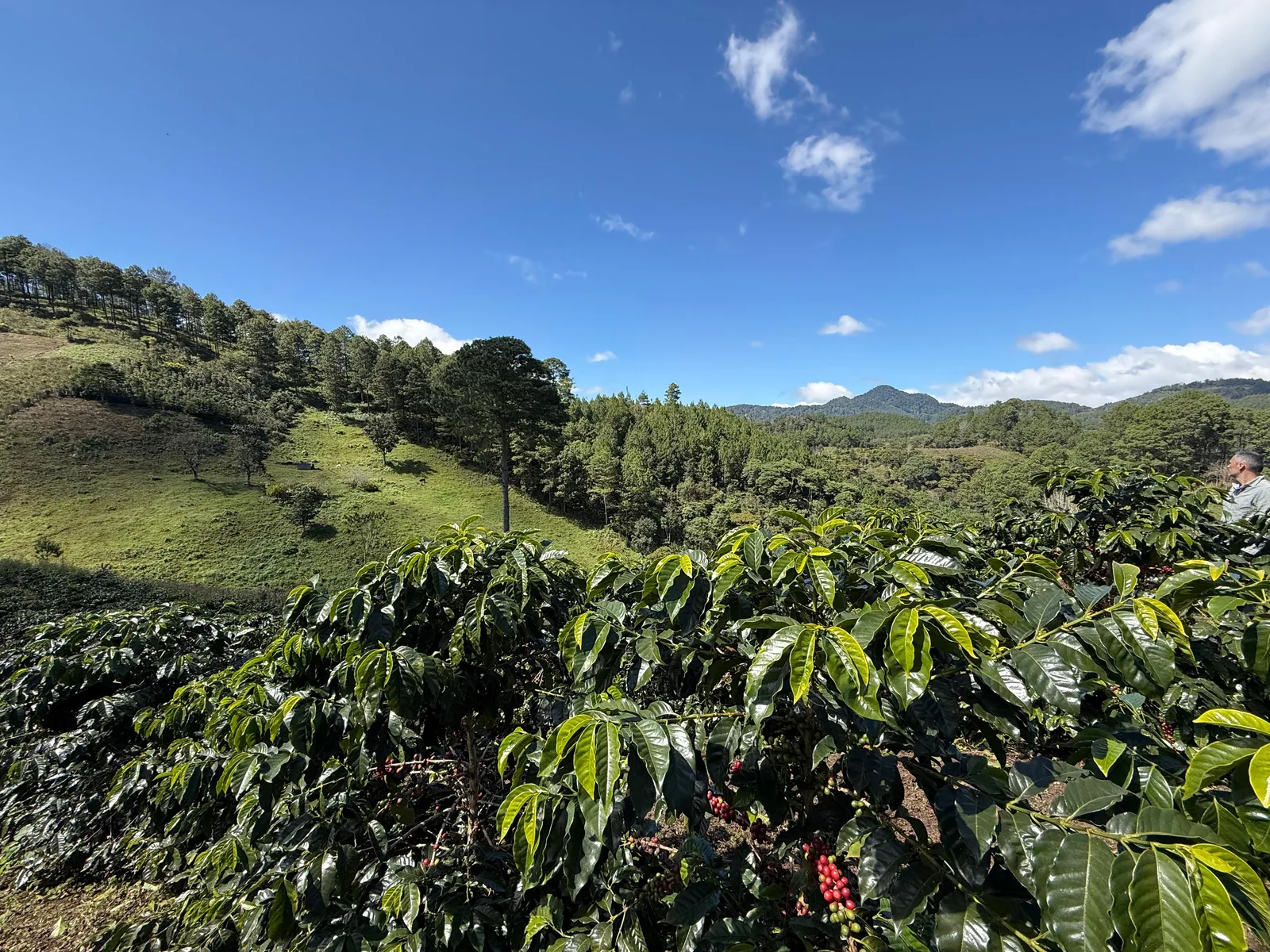 Caferaie devant la ligne des volcans