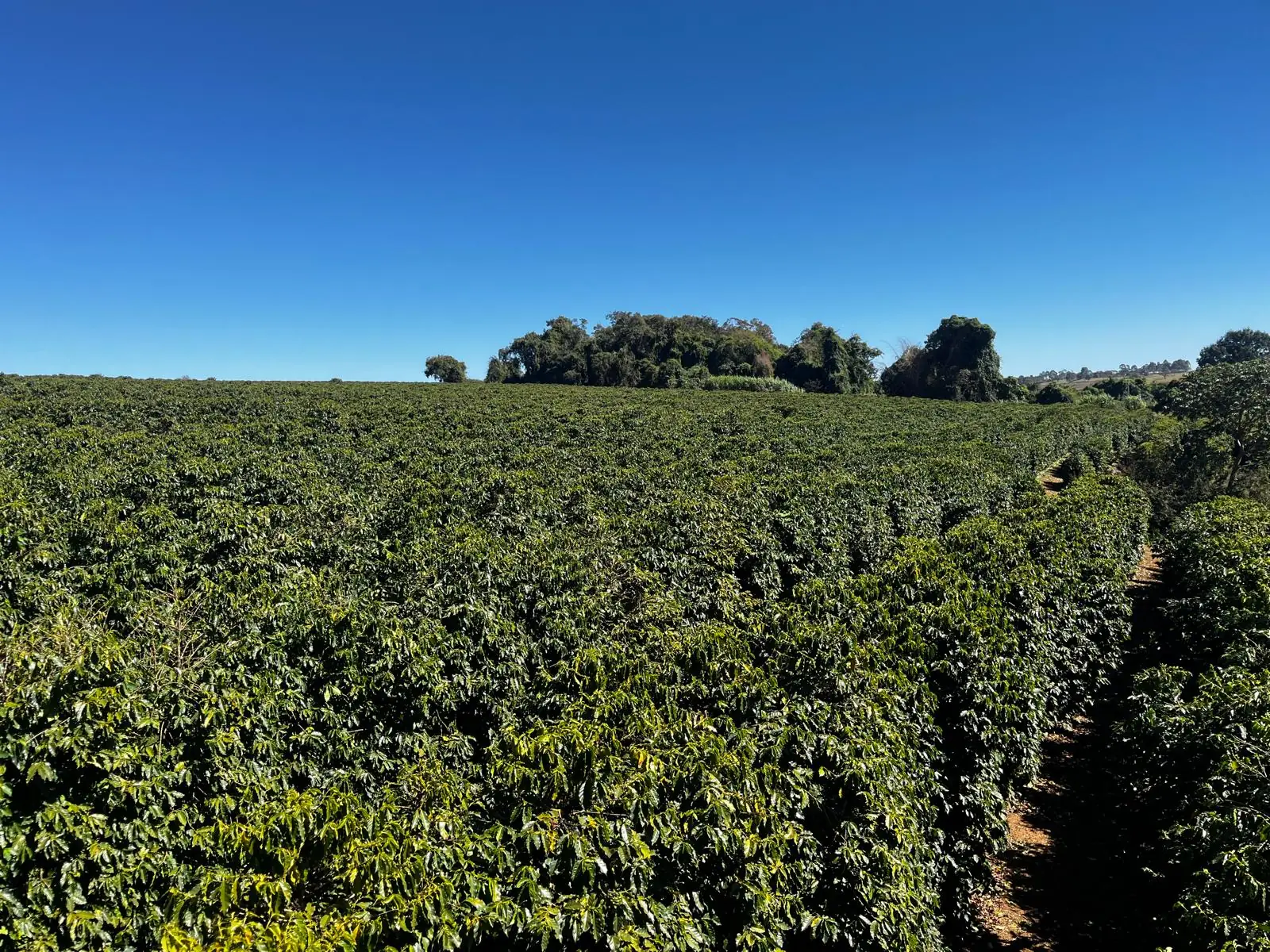 Caferaie a perte de vue sous un ciel sans nuage