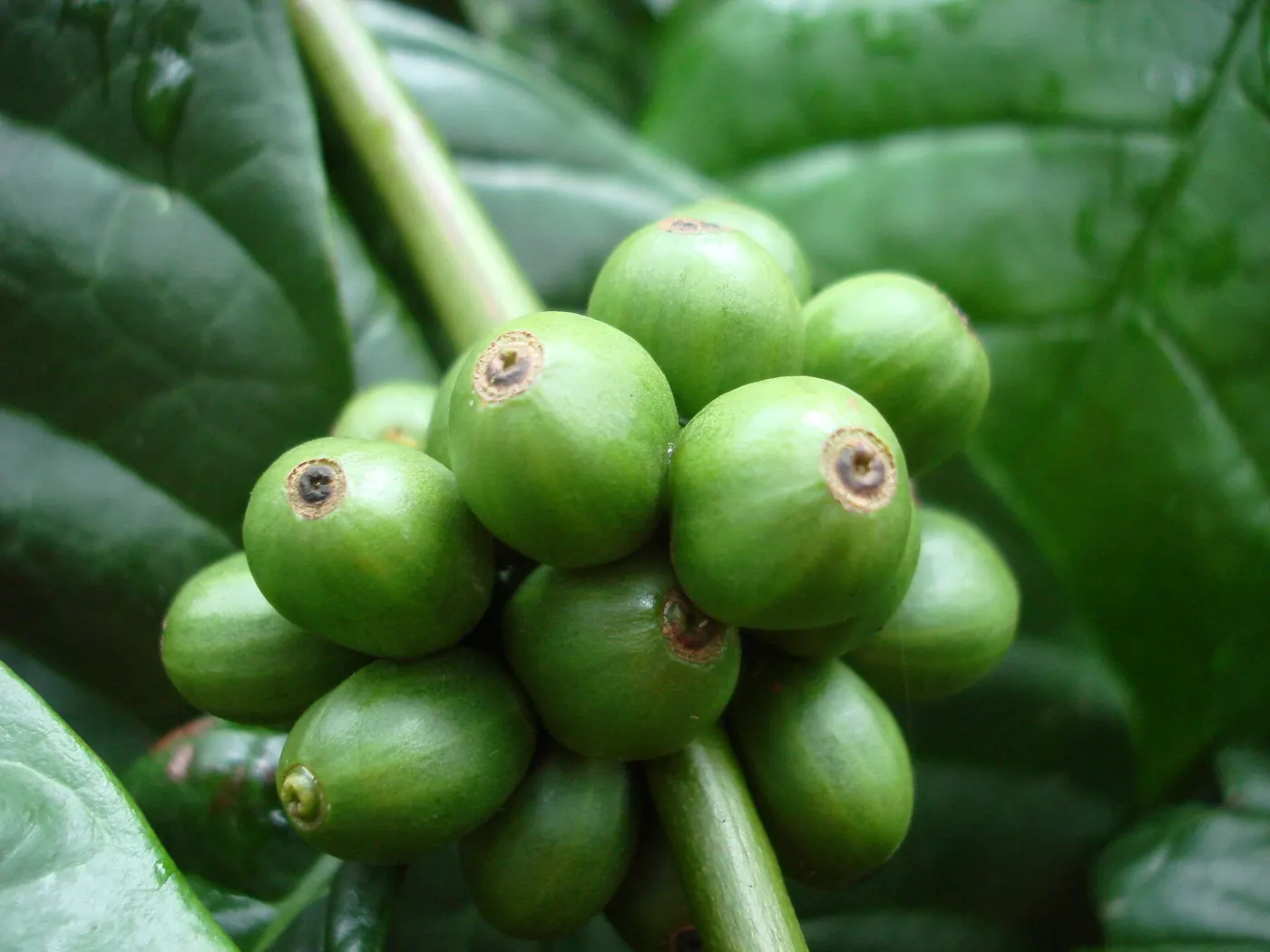 Cerises vertes de Coffea canephora