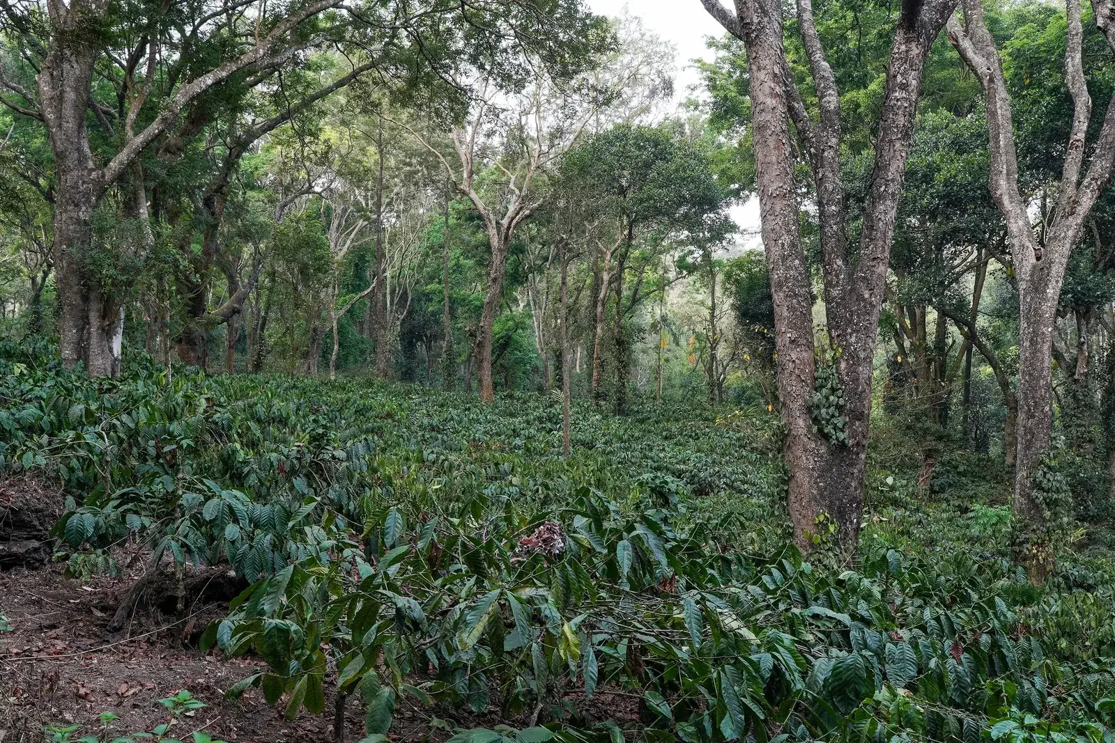 Caféiers robusta plantés sous de grands arbres d'ombrage, dans les collines du Coorg.