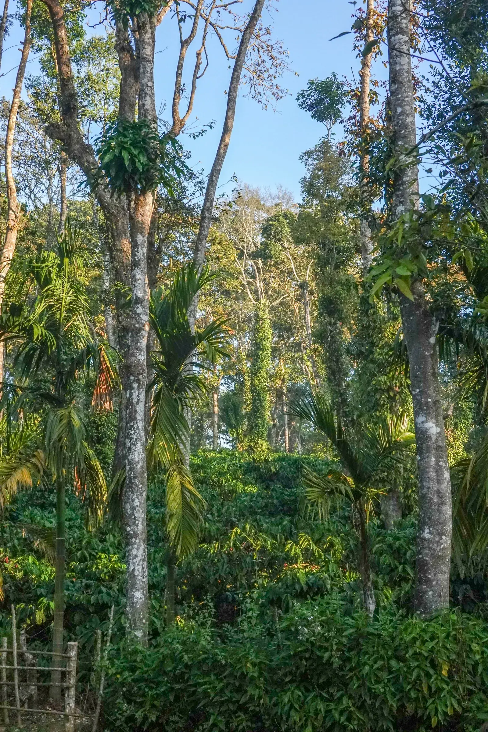 Caféiers canephora en sous-étage, sous de grands arbres portant des lianes de poivrier noir.