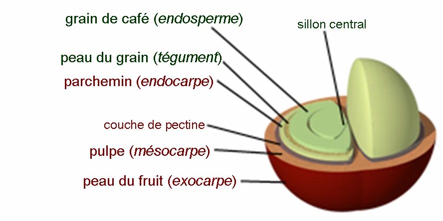 Coupe d'une cerise de café, légendée : peau du fruit ou exocarpe, pulpe ou mésocarpe, couche de pectine, parchemin ou endocarpe, peau du grain ou tégument, grain de café ou endosperme, et le sillon central