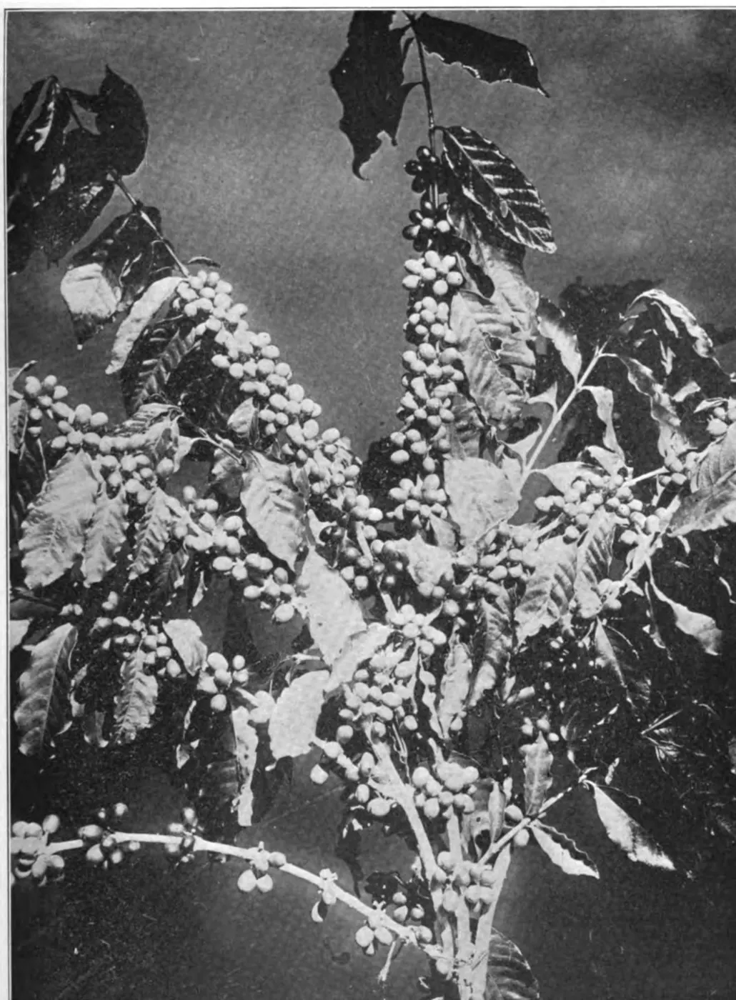 Cerises, 1909