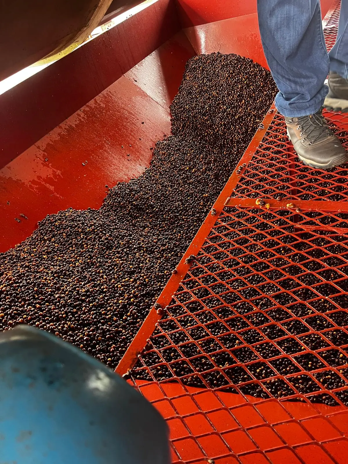 Cerises recoltees en vrac sur la grille de criblage d'une machine