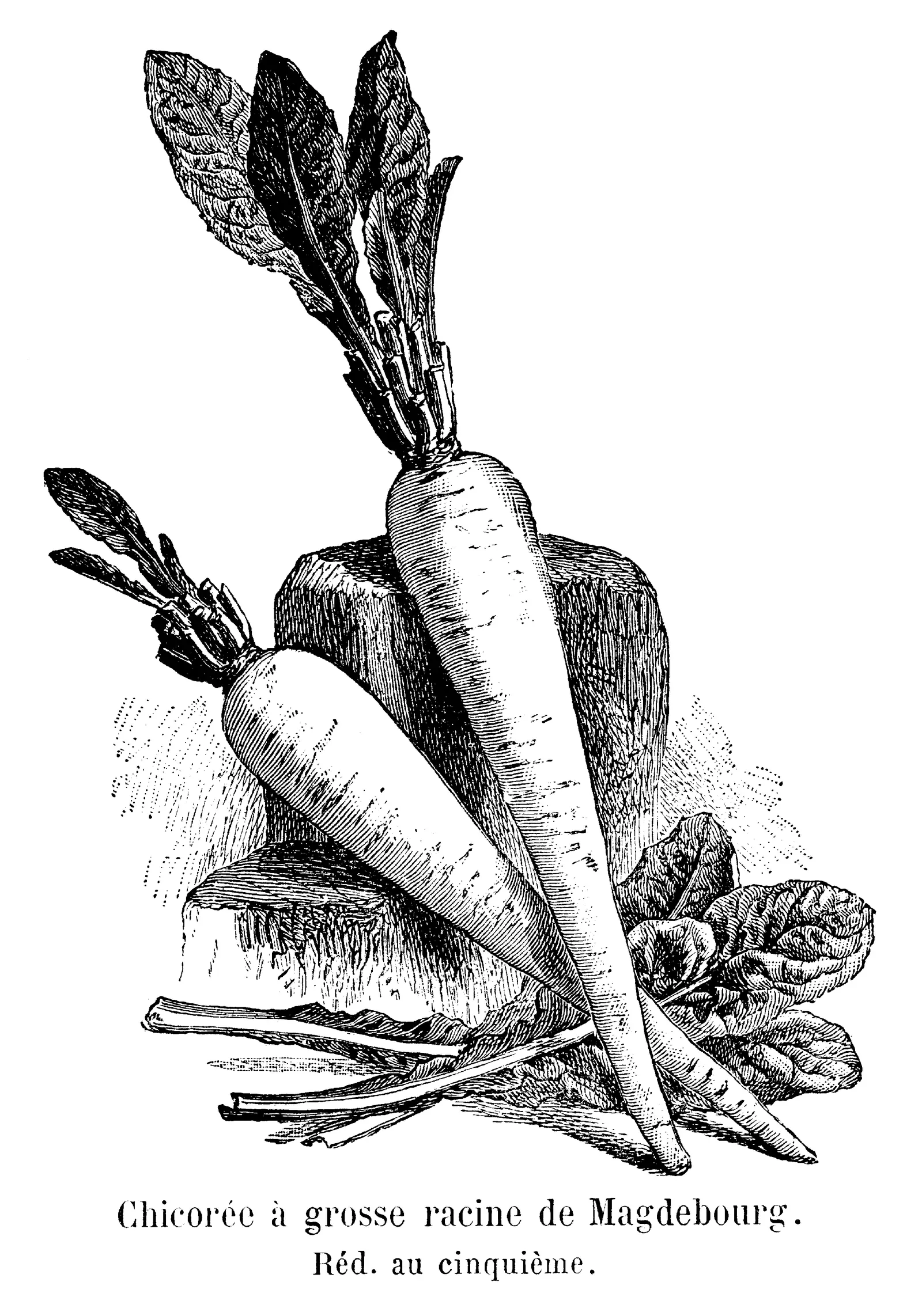 Planche gravée montrant un pied de chicorée à grosse racine de Magdebourg, feuillage étalé et racine pivotante épaisse, variété cultivée pour être torréfiée et mélangée au café.