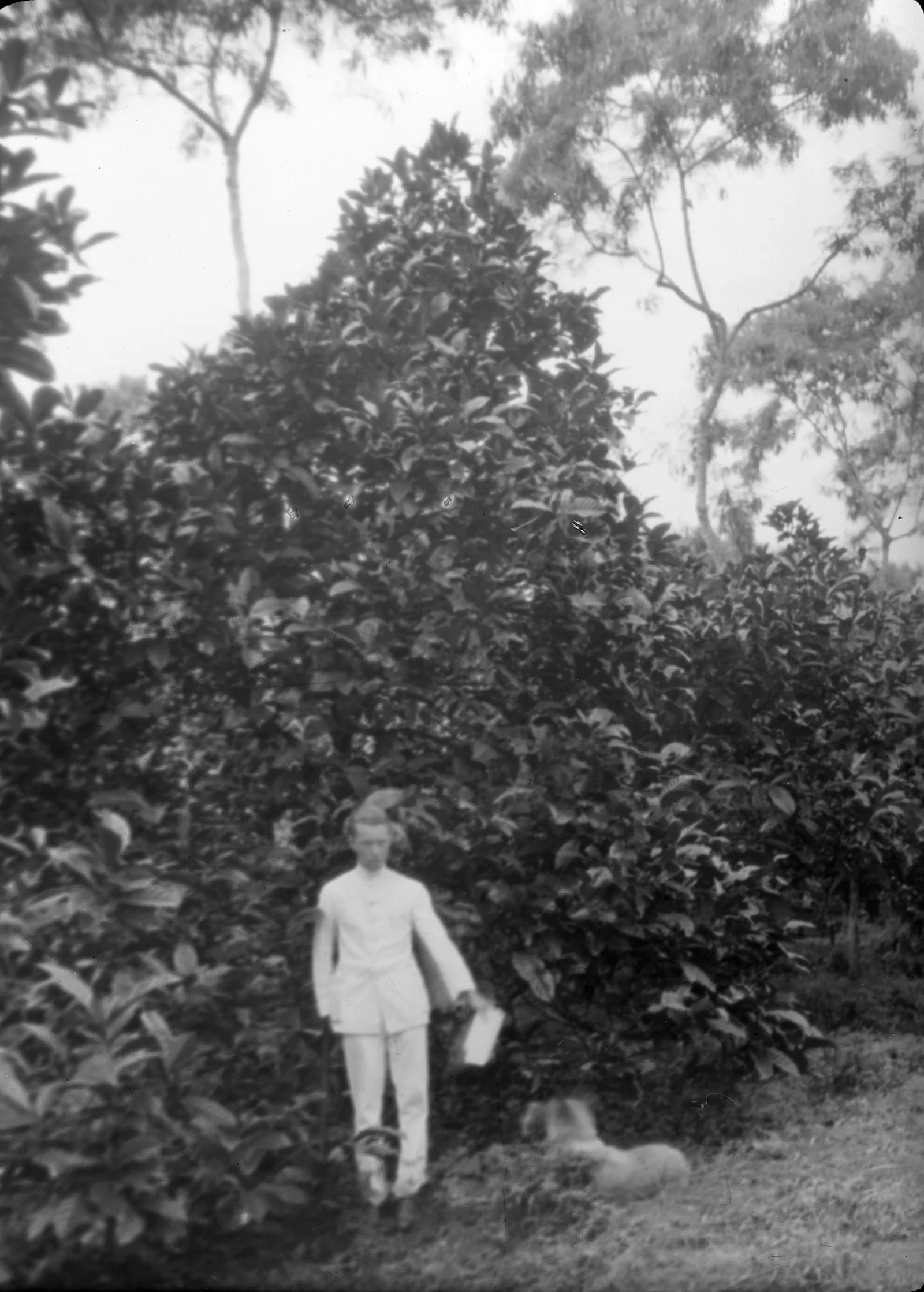 Photographie d'un caféier de Libéria en plantation, arbre nettement plus haut qu'un caféier d'Arabie, au tronc droit et aux très grandes feuilles épaisses qui pendent le long des branches.