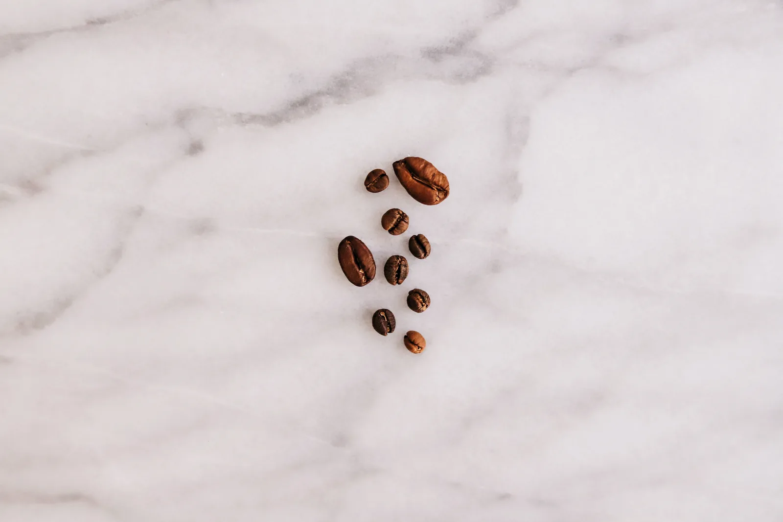 Photographie d'étude où trois grains de café vert sont posés côte à côte sur un fond uni : le grain minuscule du racemosa, le grain massif et anguleux du liberica, et entre les deux le grain d'arabica qui sert de référence.