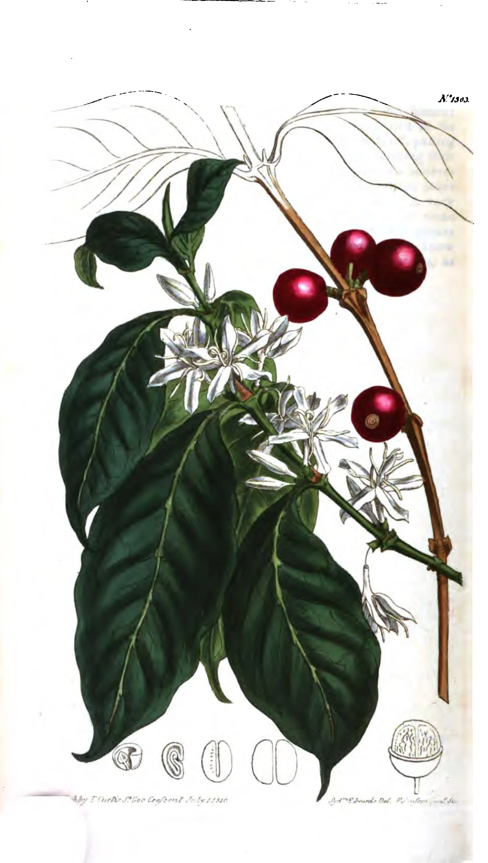 Planche gravée puis coloriée à la main : un rameau de caféier retombe en diagonale et porte en même temps des fleurs blanches en étoile à cinq pétales et des cerises d'un cramoisi profond, presque violet. Les feuilles, vert sombre et lustrées, sont rendues nervure par nervure, tandis que la partie haute du rameau reste au simple trait, non coloriée. Au bas de la planche, six petites figures détachées montrent le grain entier, sa fente centrale, et une coupe de la fleur.