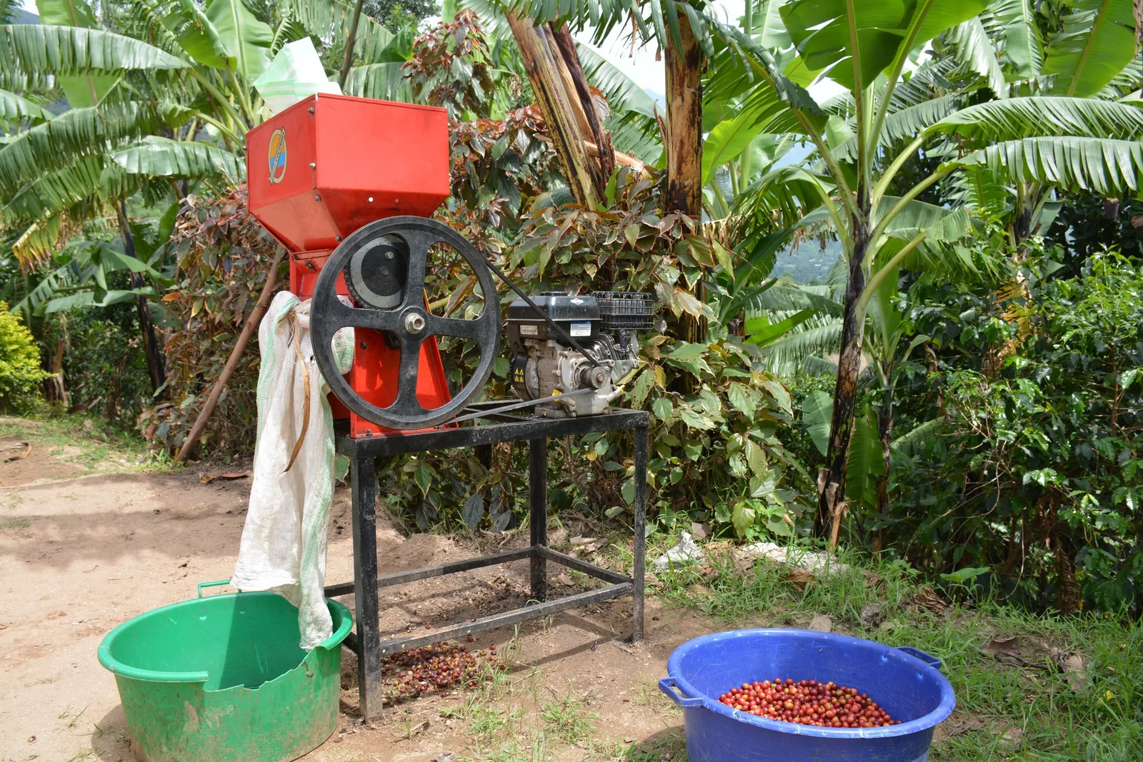 Machine rouge montée sur un bâti métallique, bassine verte sous la sortie et bac de cerises rouges à côté.