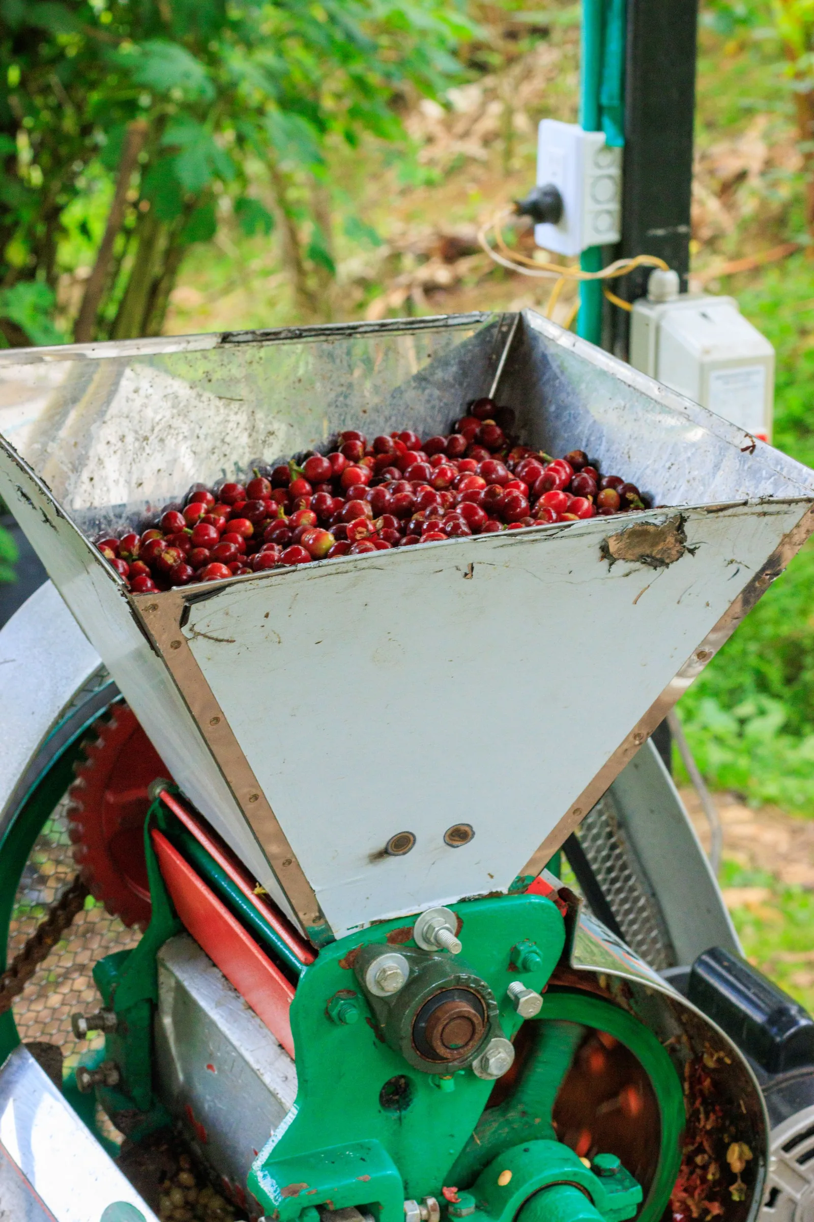 Cerises rouges remplissant la trémie métallique d'une dépulpeuse verte installée en plein air.