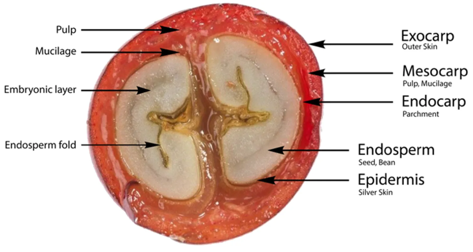 Photographie en gros plan d'une cerise de café coupée en deux, dont les flèches désignent la peau, la pulpe, le mucilage, la parche, la pellicule argentée et les deux moitiés de l'amande avec leur pli central.