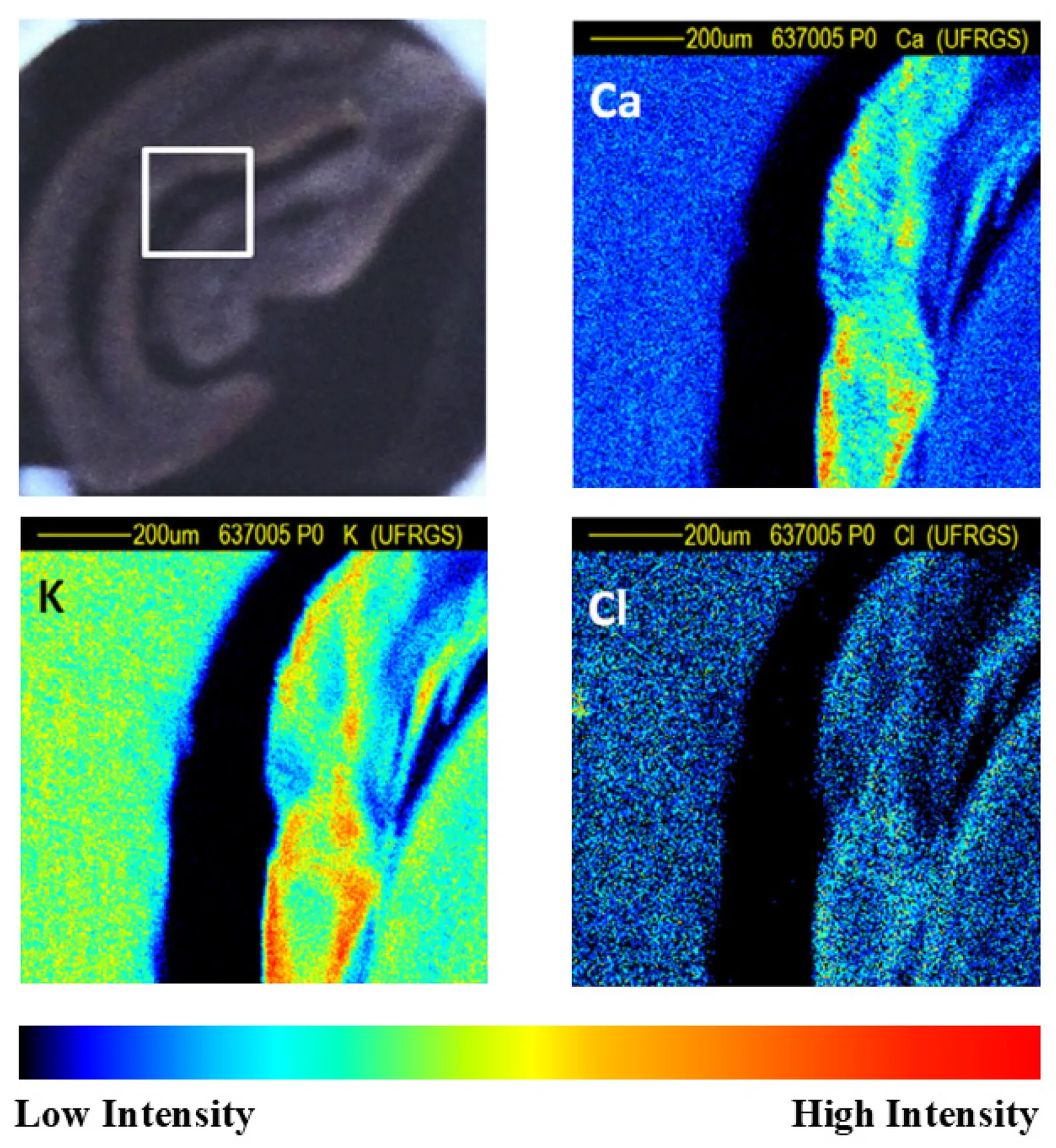 Une photographie de la coupe d'un grain torréfié où un carré blanc délimite la zone analysée, puis trois cartes en fausses couleurs de la même zone montrant la concentration de calcium, de potassium et de chlore, avec une échelle allant du bleu au rouge.