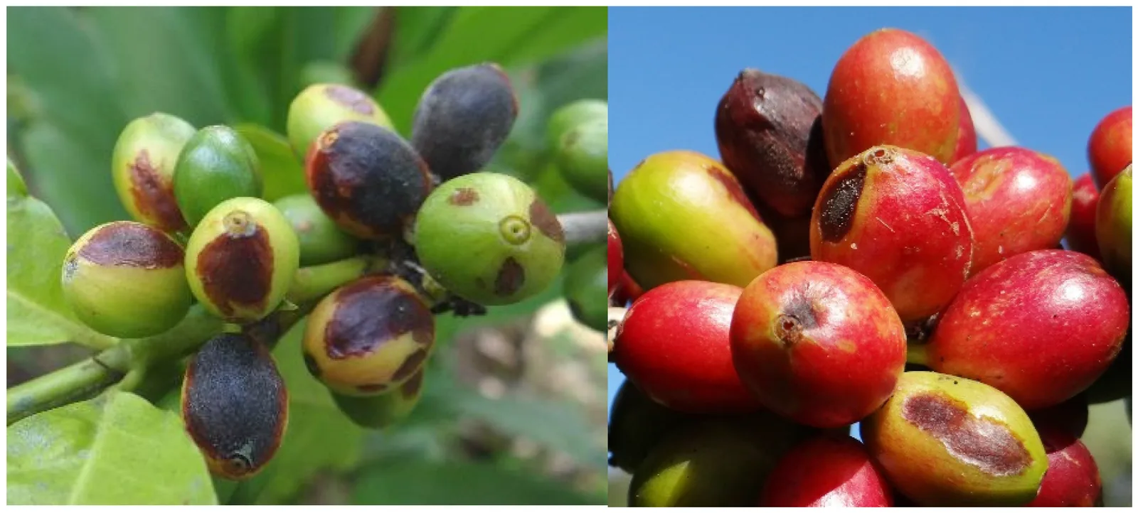 Deux photographies de branches chargées de cerises portant de larges plages brunes à noires de pourriture, plusieurs fruits montrant en outre le trou d'entrée du scolyte.