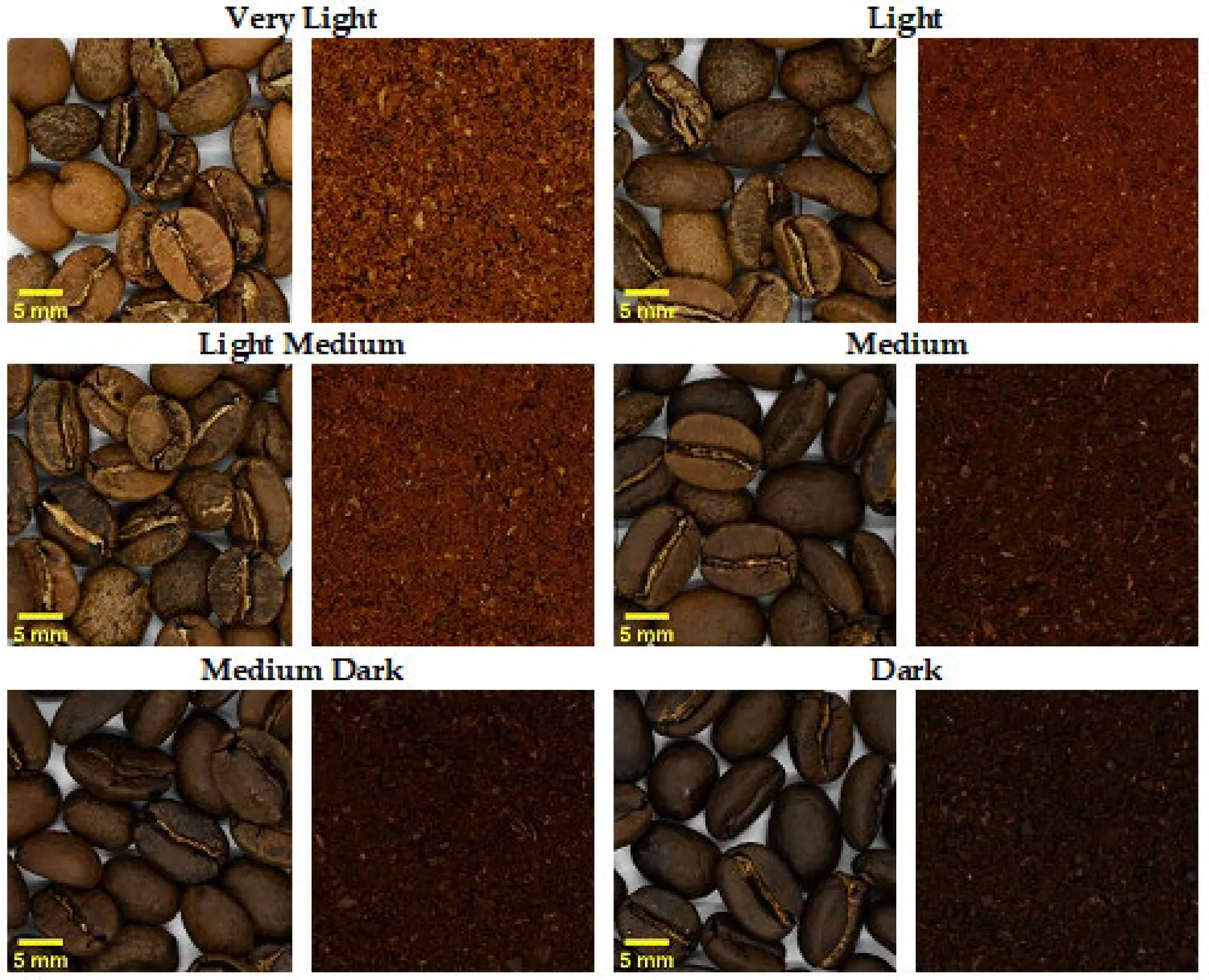 Six paires de photographies légendées de très clair à foncé, chacune associant une poignée de grains torréfiés vus de près, avec une barre d'échelle de cinq millimètres, et un carré de la mouture correspondante.