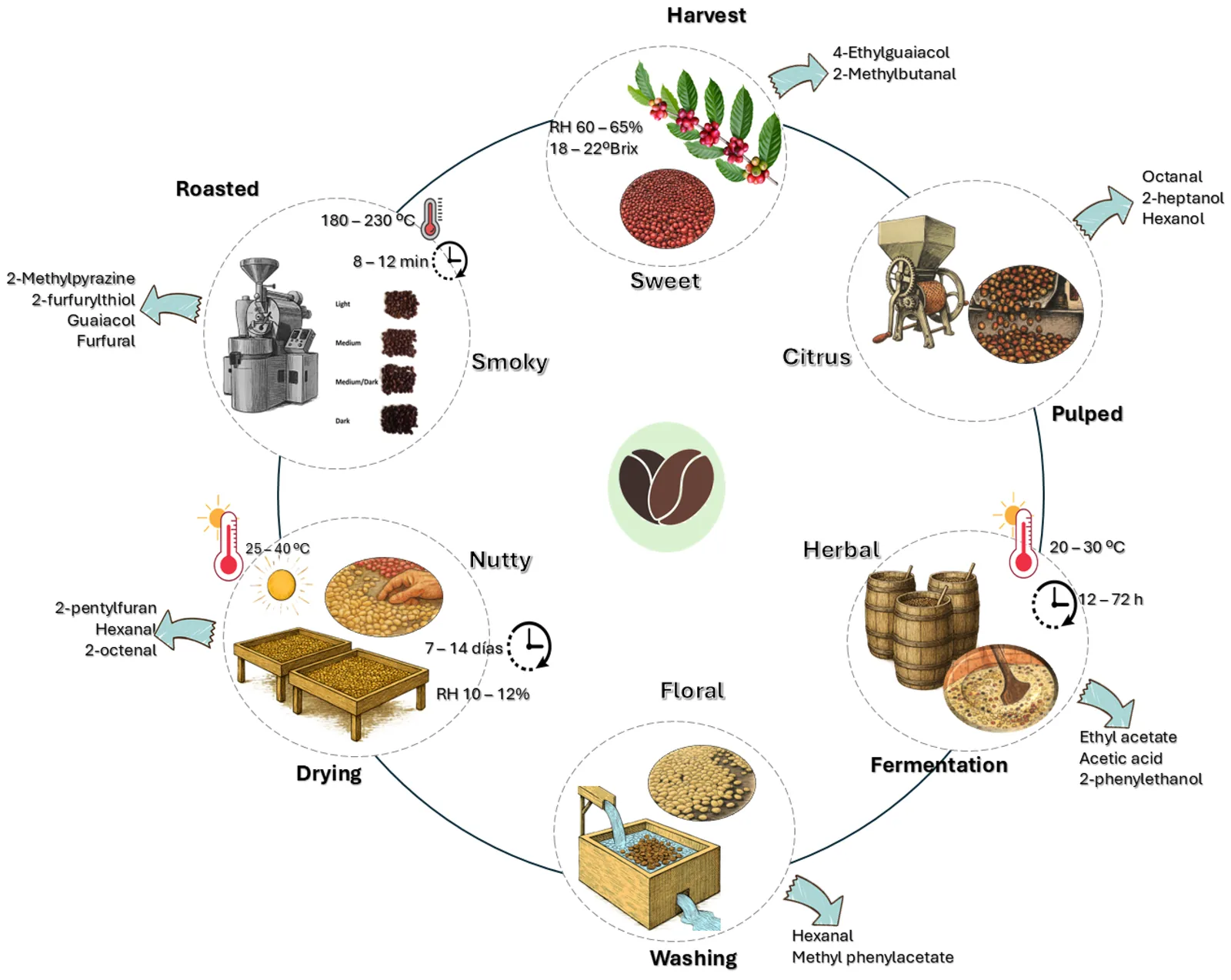 Schéma circulaire enchaînant récolte, dépulpage, fermentation, lavage, séchage et torréfaction, chaque étape illustrée d'un dessin, assortie de ses conditions de température, d'humidité et de durée, et des composés volatils qui lui sont associés.