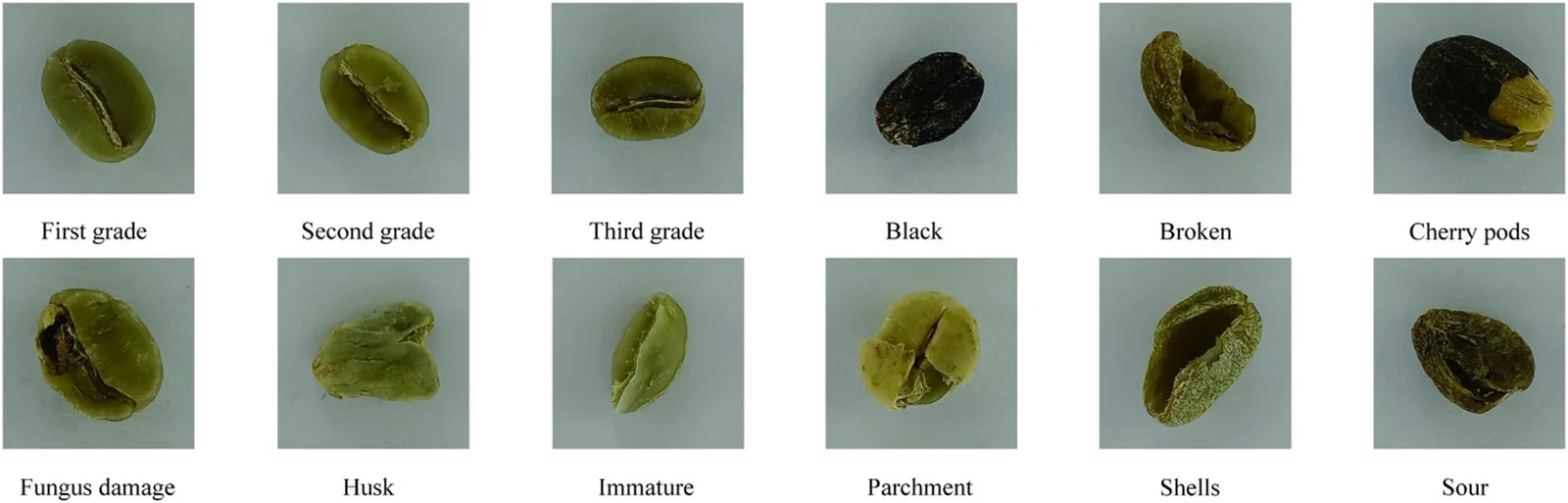 Planche de douze vignettes alignant d'abord trois grains sains de premier, deuxième et troisième grade, puis neuf grains défectueux photographiés sur le même fond gris.