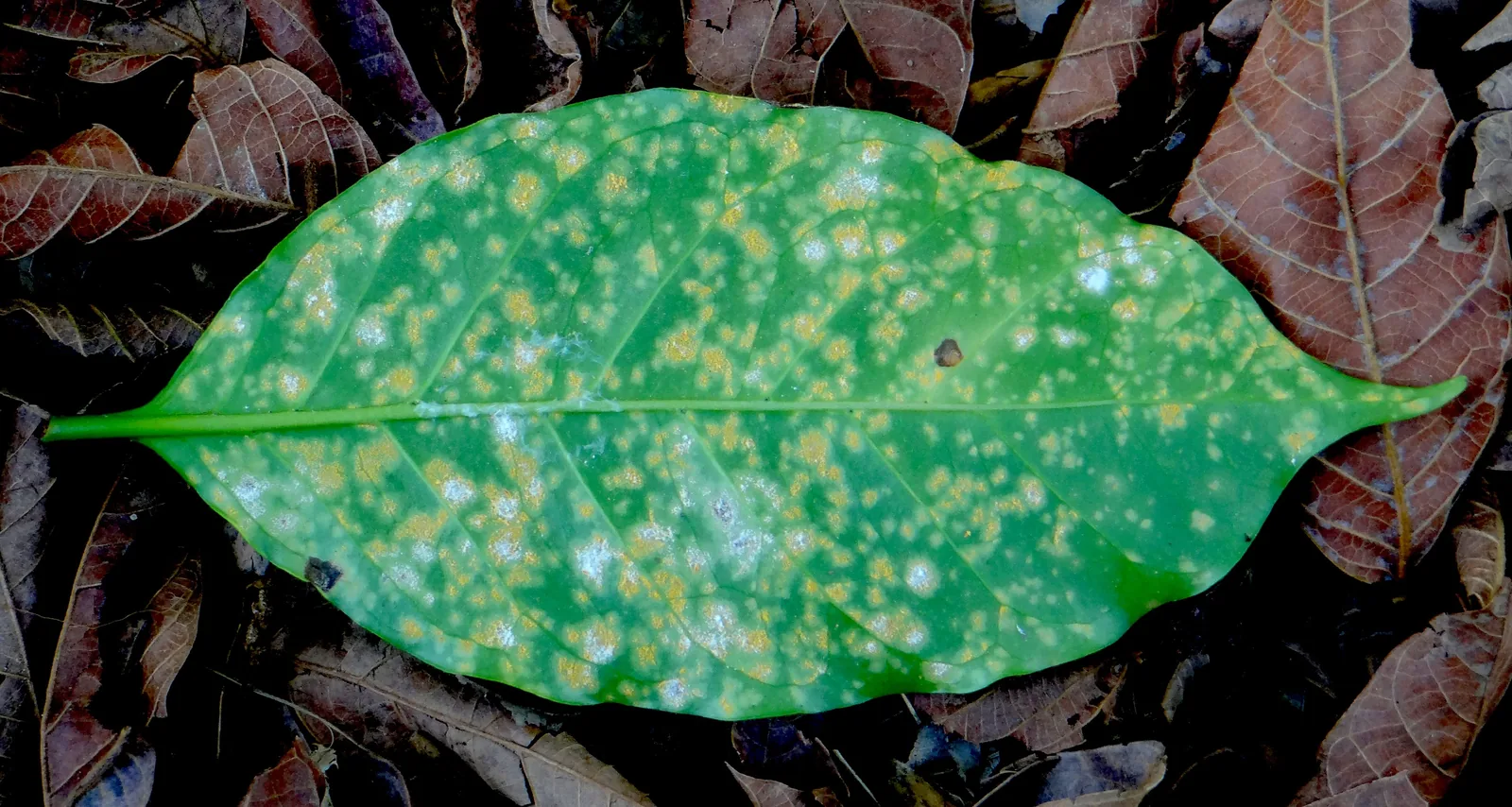 Photographie en gros plan du dessous d'une feuille verte parsemée de dizaines de pustules poudreuses jaune orangé, quelques-unes déjà brunies en leur centre.