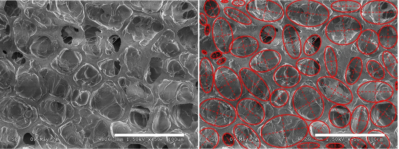 À gauche une image au microscope électronique à balayage de la coupe d'un grain torréfié montrant un réseau de cavités, à droite la même image où chaque pore est entouré d'une ellipse rouge, avec une barre d'échelle de cent micromètres.