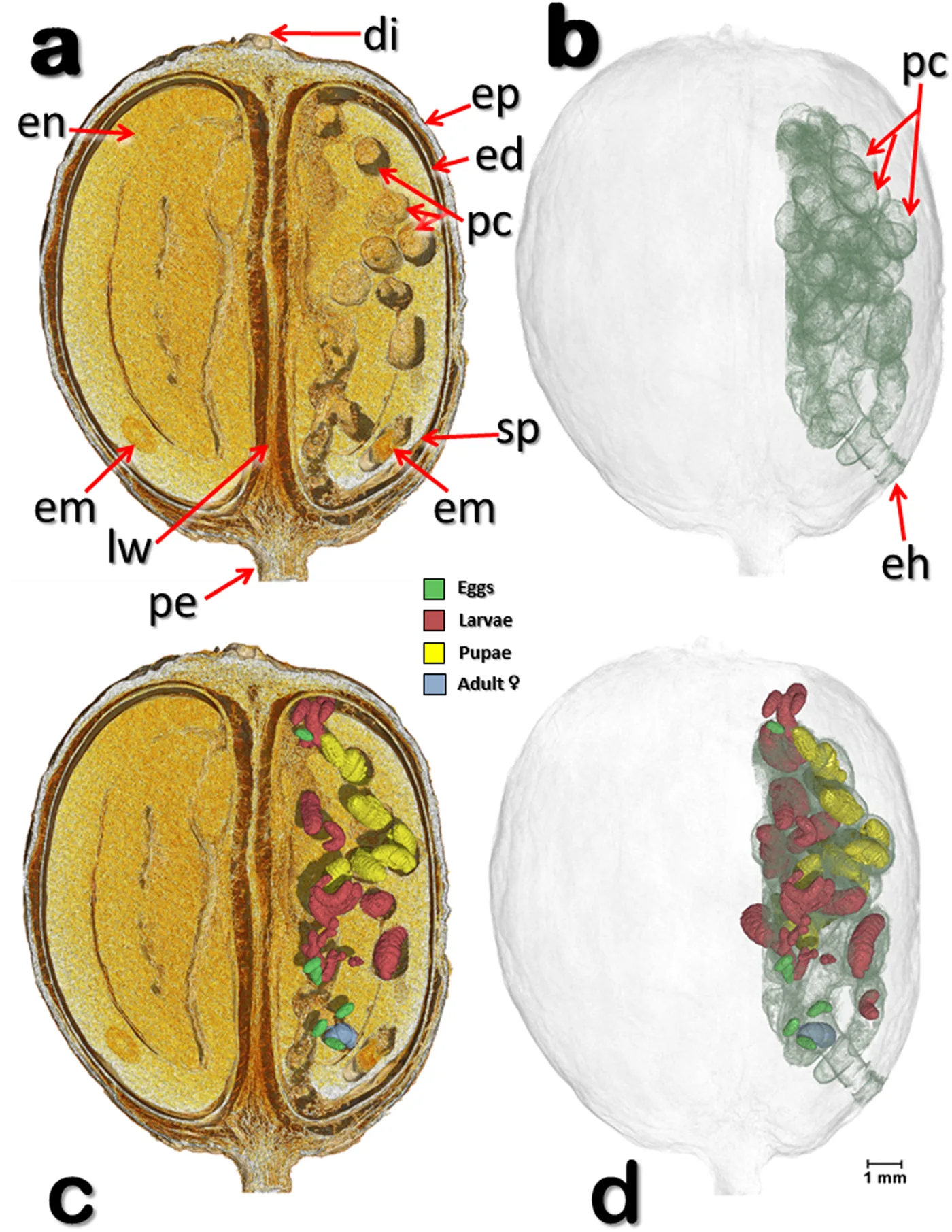 Rendus volumiques d'une cerise de café obtenus par microtomographie : coupe sagittale montrant les deux grains et la galerie, vue transparente du fruit, puis les mêmes vues où les œufs, les larves, les nymphes et les adultes sont colorés séparément.