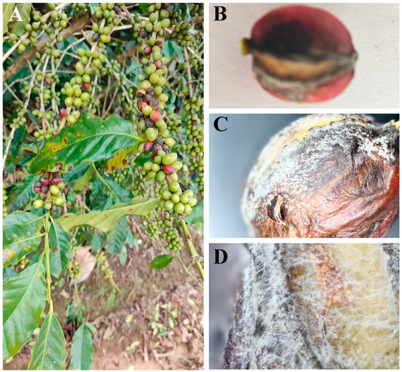 Quatre photographies : une branche chargée de fruits verts dont beaucoup sont bruns et pourris, un fruit rouge coupé montrant l'intérieur noirci, et deux gros plans du feutrage mycélien blanc qui recouvre la surface des fruits atteints.
