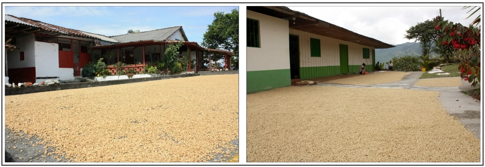 Deux photographies d'une ferme colombienne montrant une large nappe de café en parche étalée au soleil devant les bâtiments, sur une dalle de béton.