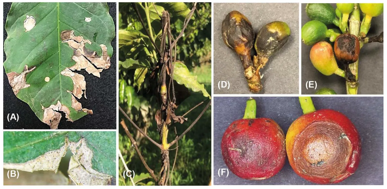 Planche de six photographies montrant des feuilles trouées par des lésions nécrotiques beiges, un rameau desséché, des fruits verts et jaunes noircis, et une cerise rouge coupée dont la chair est envahie de mycélium blanc.