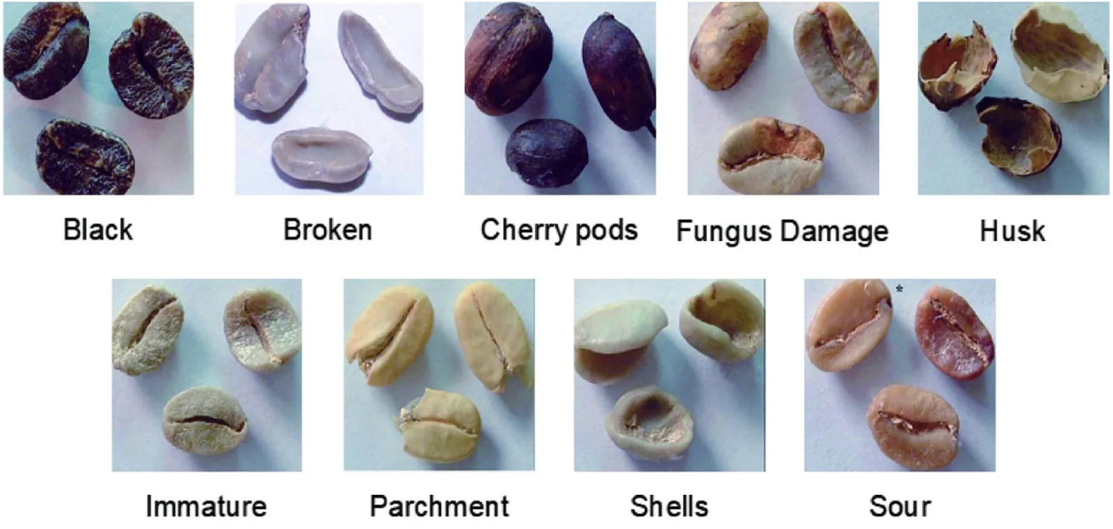 Planche de neuf vignettes photographiques montrant chacune deux ou trois grains de café vert représentant un défaut nommé : grains noirs, grains brisés, cerises sèches, grains attaqués par un champignon, fragments de coque, grains immatures, grains restés dans leur parche, coquilles et grains aigres.