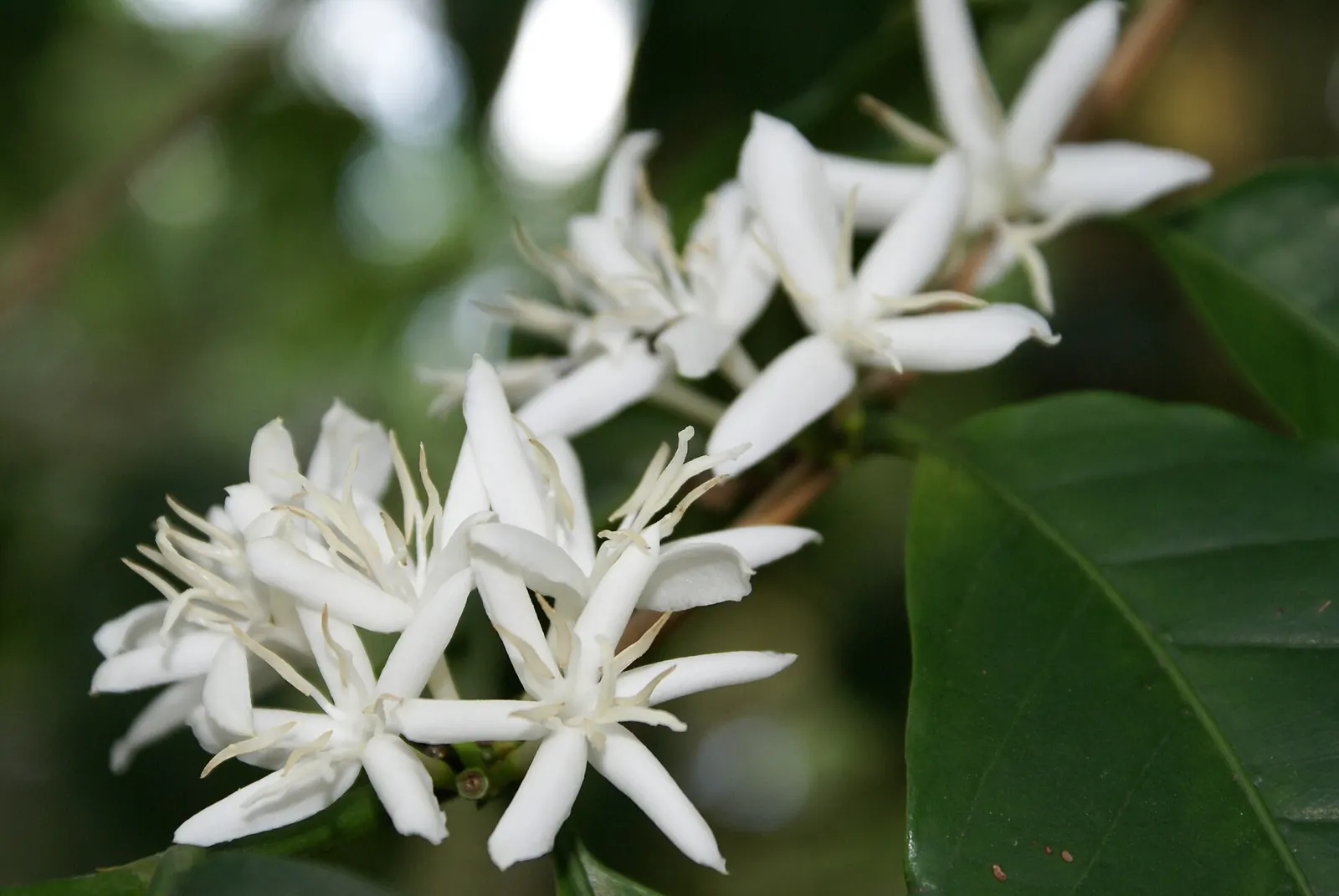 Fleurs blanches de Coffea arabica
