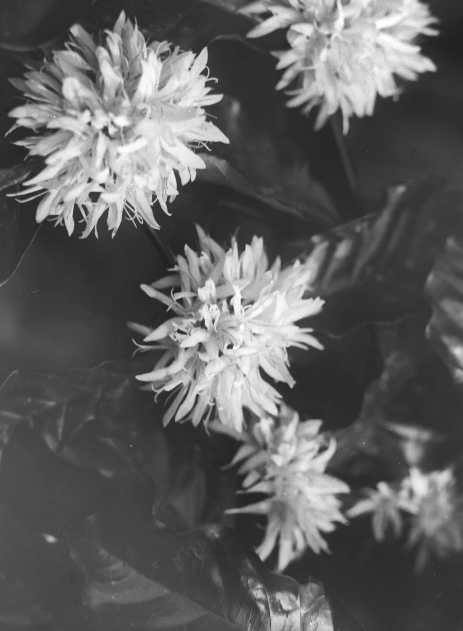 Photographie rapprochée d'un rameau de robusta en fleur, les corolles blanches serrées en bouquets denses à chaque aisselle de feuille, alignées le long du bois sur toute la longueur de la branche.