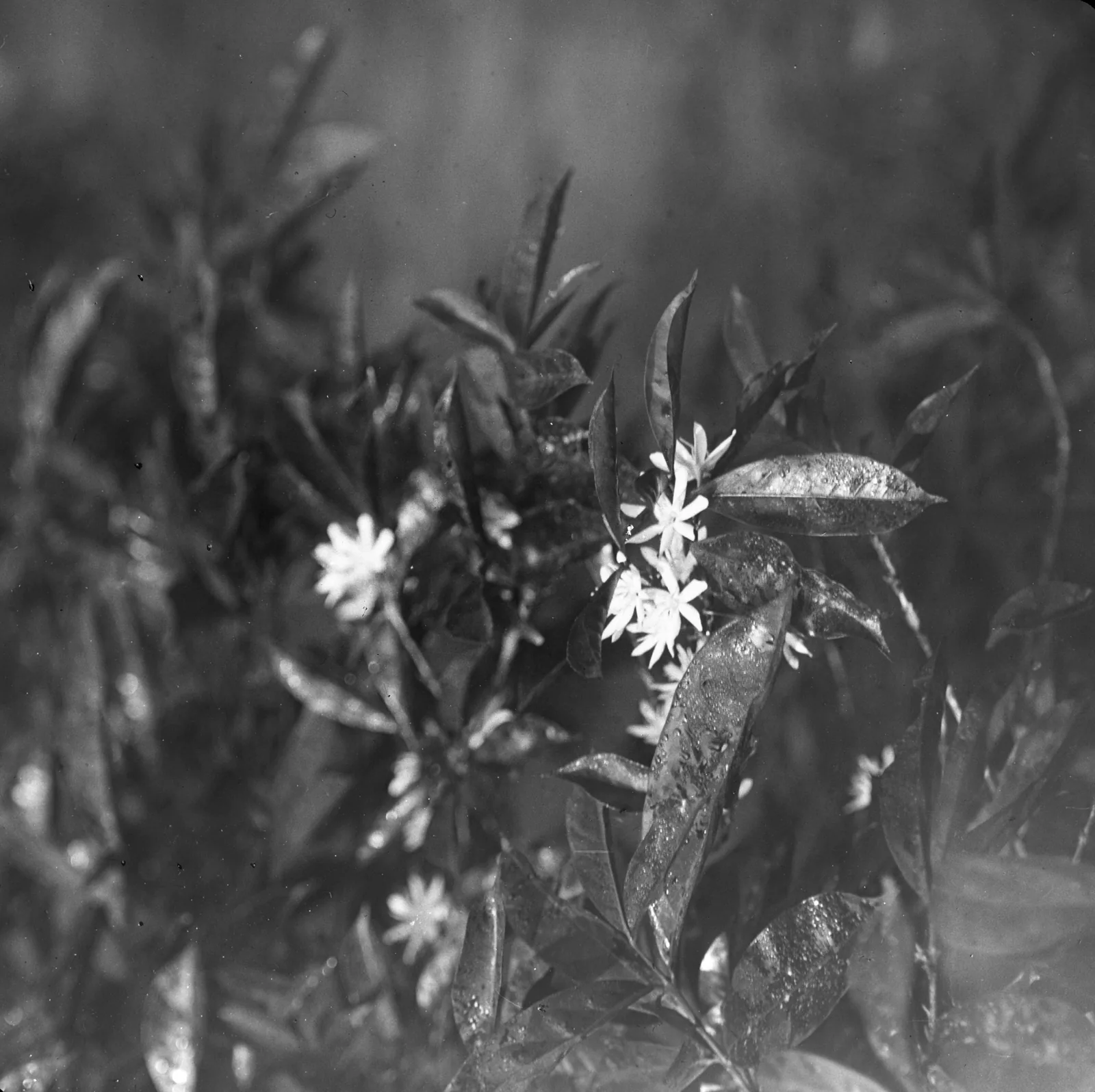 Photographie d'un caféier de Sierra Leone en pleine floraison, les fleurs blanches si nombreuses qu'elles dessinent des manchons continus le long de chaque rameau et masquent presque le feuillage étroit.