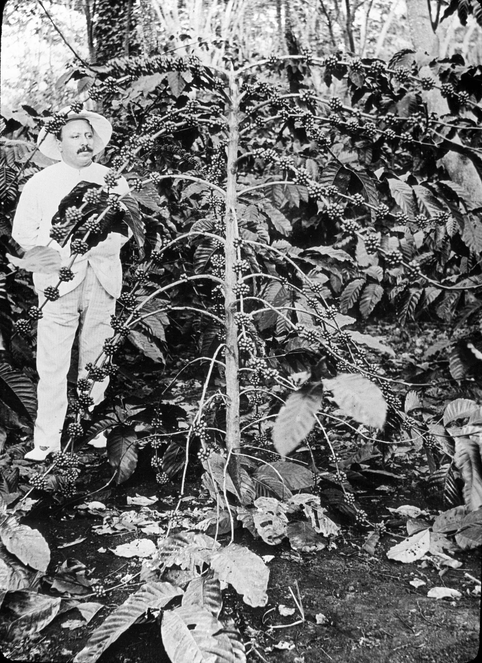 Photographie de démonstration où toute la récolte d'un caféier robusta de huit ans a été étalée branche par branche, les rameaux chargés de cerises disposés en éventail pour montrer le rendement d'un seul arbre.