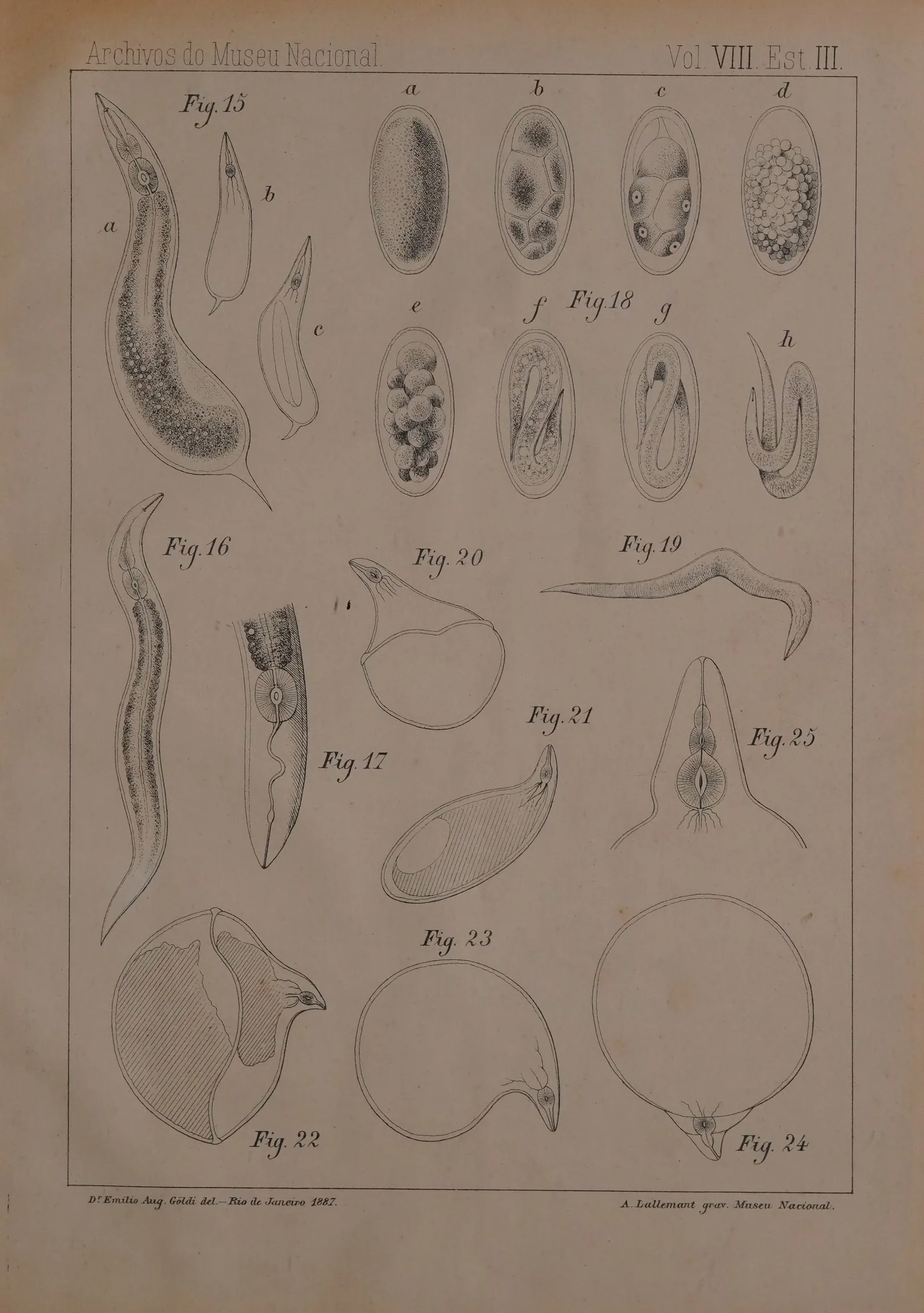Planche gravée d'anatomie réunissant une vingtaine de figures numérotées : le ver mâle dessiné en long et effilé, la femelle renflée en poire, les œufs, les larves à différents stades et plusieurs coupes de l'appareil interne.