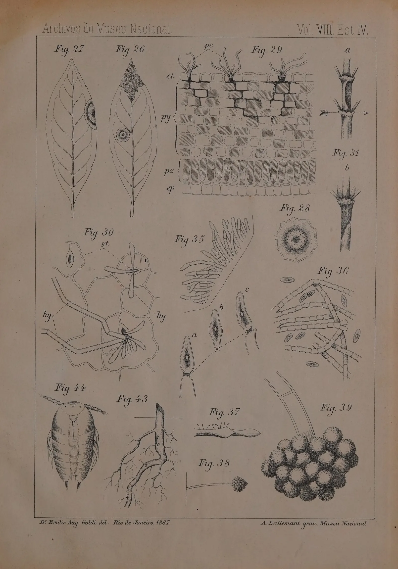 Planche gravée de détails botaniques et zoologiques : feuilles de caféier entières et nervation, coupe du parenchyme foliaire quadrillée, chevelu racinaire dessiné brin par brin et, en bas à droite, une grappe d'œufs serrés les uns contre les autres.