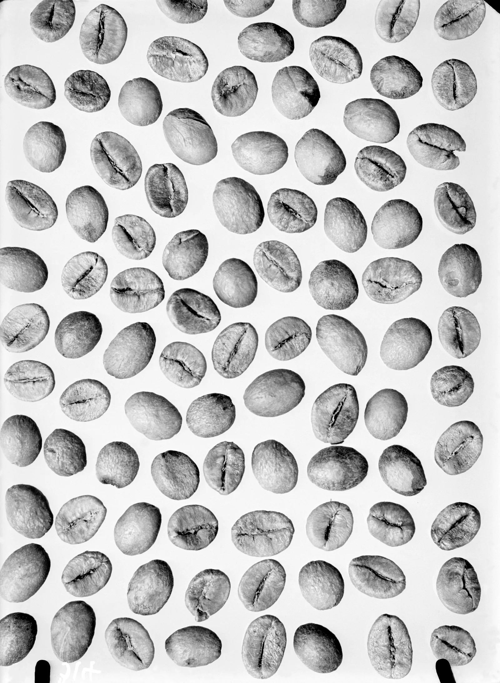 Photographie d'étude de grains de café robusta en vrac vus de dessus, grains courts et arrondis dont on distingue la fente centrale presque droite, très différente de la fente sinueuse de l'arabica.
