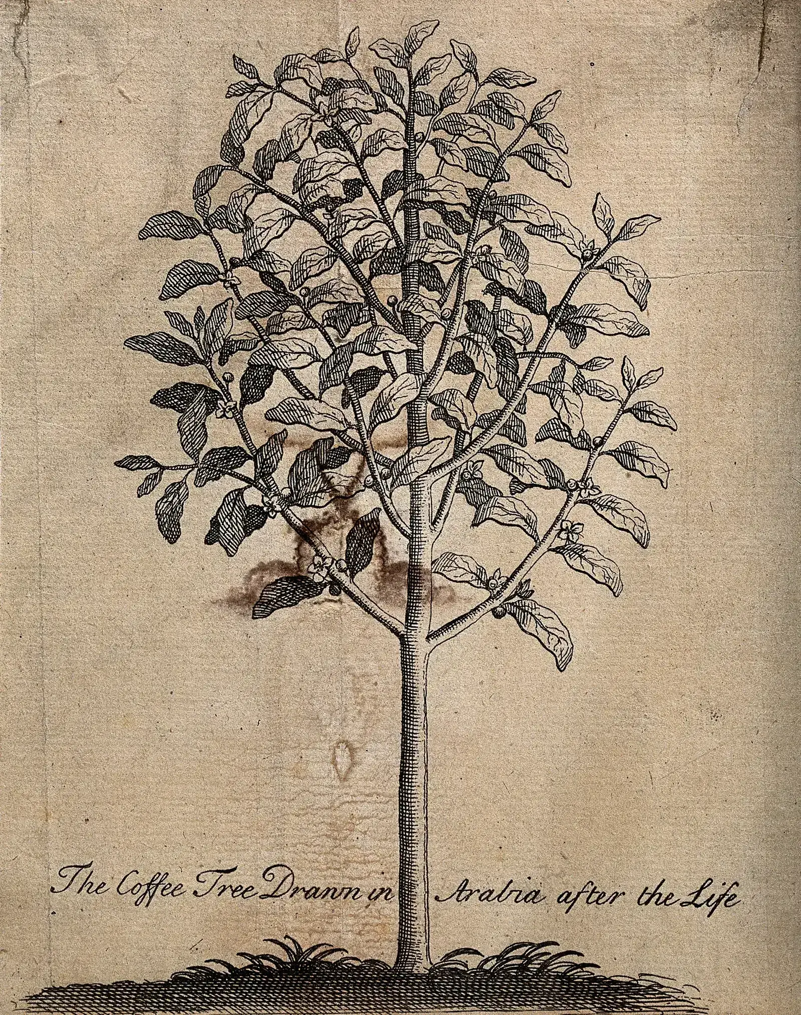 Gravure au trait en noir et blanc d'un caféier entier planté dans un paysage, le tronc et les branches finement hachurés, accompagnée à part des détails de la fleur, de la cerise ouverte et du grain.