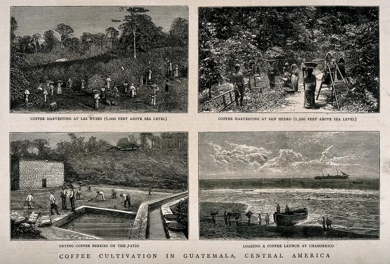 Planche de quatre gravures sur bois légendées en anglais, gravées d'après les photographies de Muybridge, sous le titre général COFFEE CULTIVATION IN GUATEMALA, CENTRAL AMERICA. En haut, deux récoltes à deux altitudes différentes, à Las Nubes à cinq mille pieds, soit environ mille cinq cents mètres, et à San Isidro à quinze cents pieds, soit environ quatre cent cinquante mètres, avec échelles et paniers. En bas à gauche, le séchage sur une aire cimentée que des hommes ratissent le long d'un canal ; en bas à droite, le chargement d'une chaloupe à café dans la houle de Champerico, le vapeur mouillé au large. La planche résume en une page le trajet de la cerise au navire.