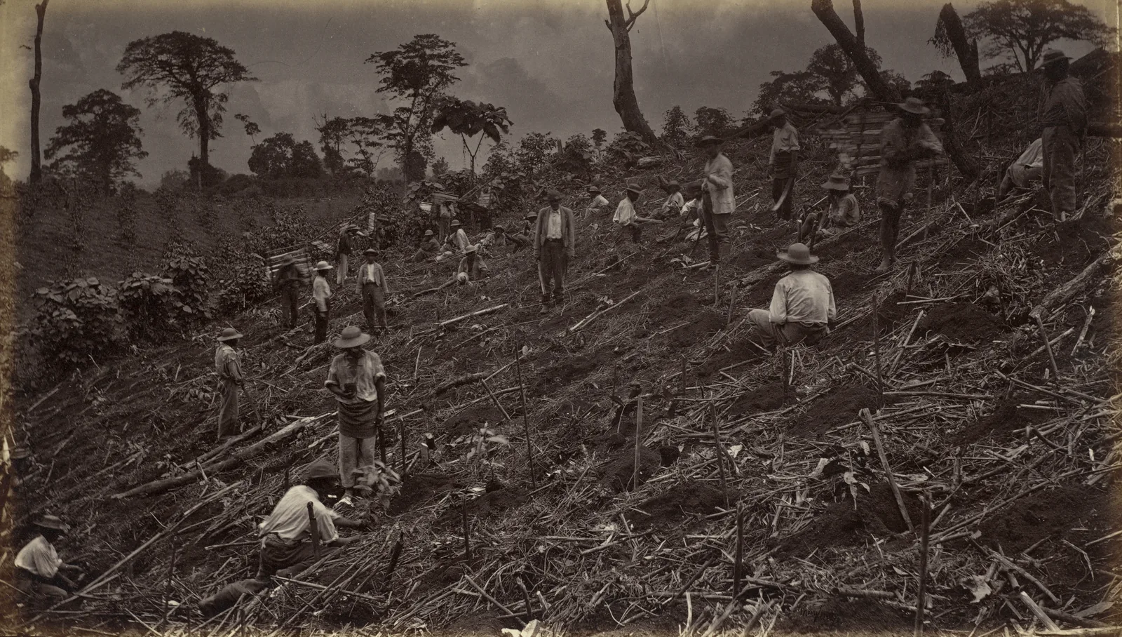 Un versant de forêt fraîchement abattu et brûlé, hérissé de troncs couchés et de souches, où une trentaine d'hommes en chemise claire et chapeau de paille creusent les trous de plantation en lignes régulières le long de la pente. Rien n'est encore vert : l'image montre l'état zéro d'une plantation, la forêt détruite avant que le premier caféier ne soit mis en terre.