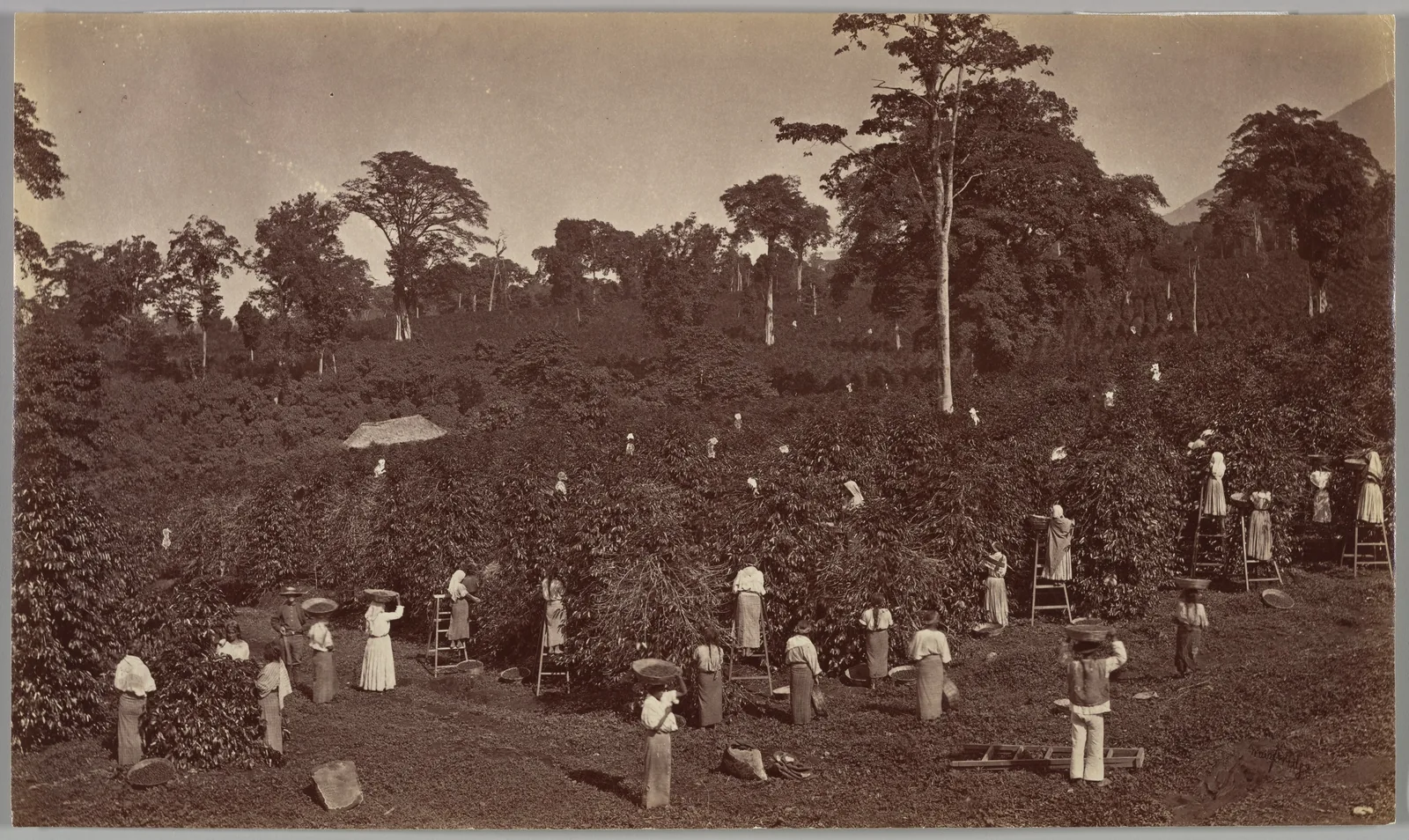 Une quarantaine de cueilleurs dispersée dans une plantation de caféiers à flanc de coteau, sous les grands arbres d'ombrage laissés debout. Les femmes, en corsage clair et jupe longue, portent leur panier sur la tête ou le calent contre la hanche ; des échelles de bois sont appuyées contre les caféiers les plus hauts. On mesure à la dispersion des silhouettes combien la récolte est un travail de main-d'œuvre nombreuse et étalée sur la parcelle.
